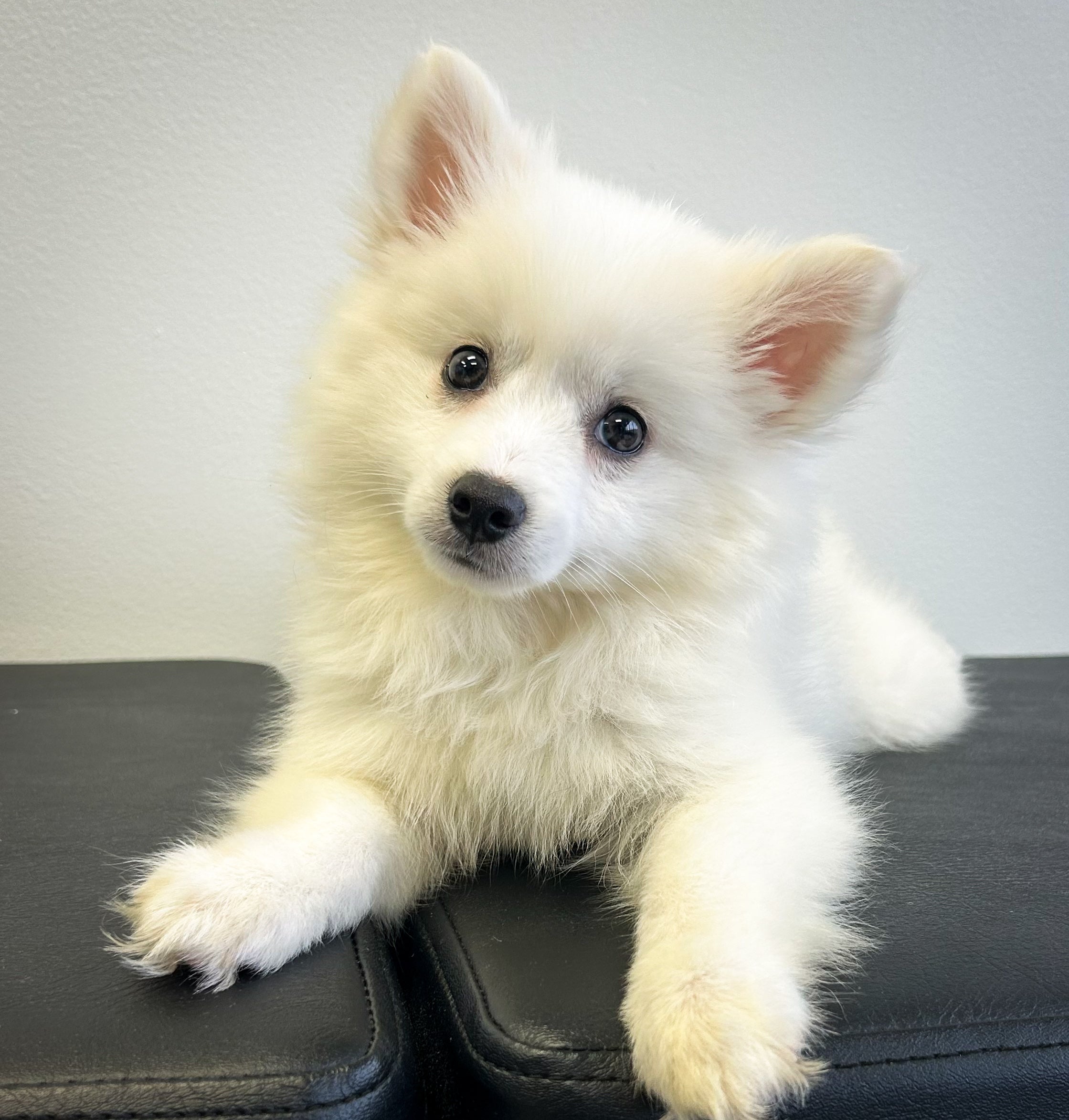 Snowdrop- Female American Eskimo