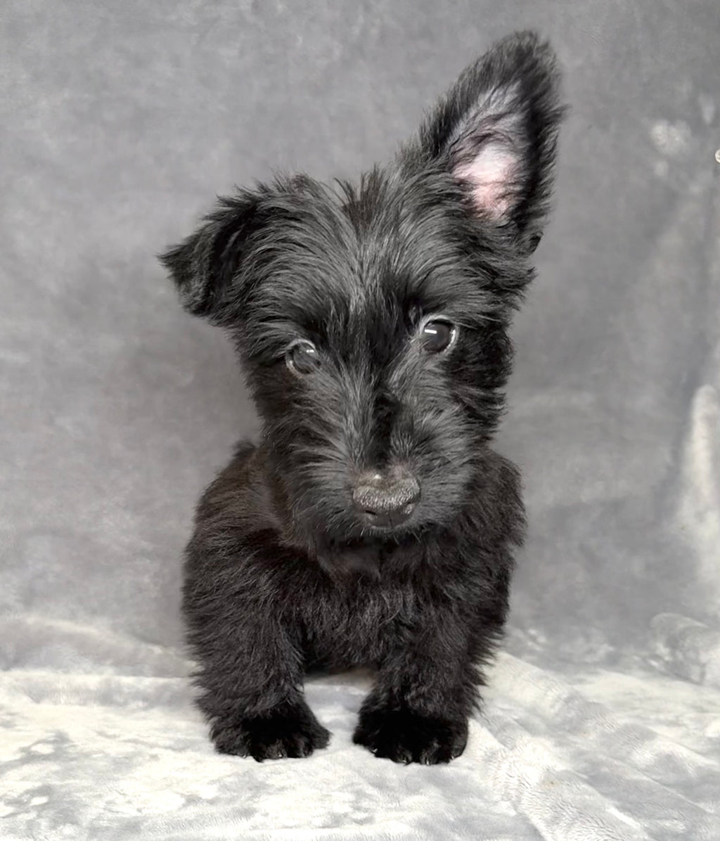 Monty- Male Scottish Terrier