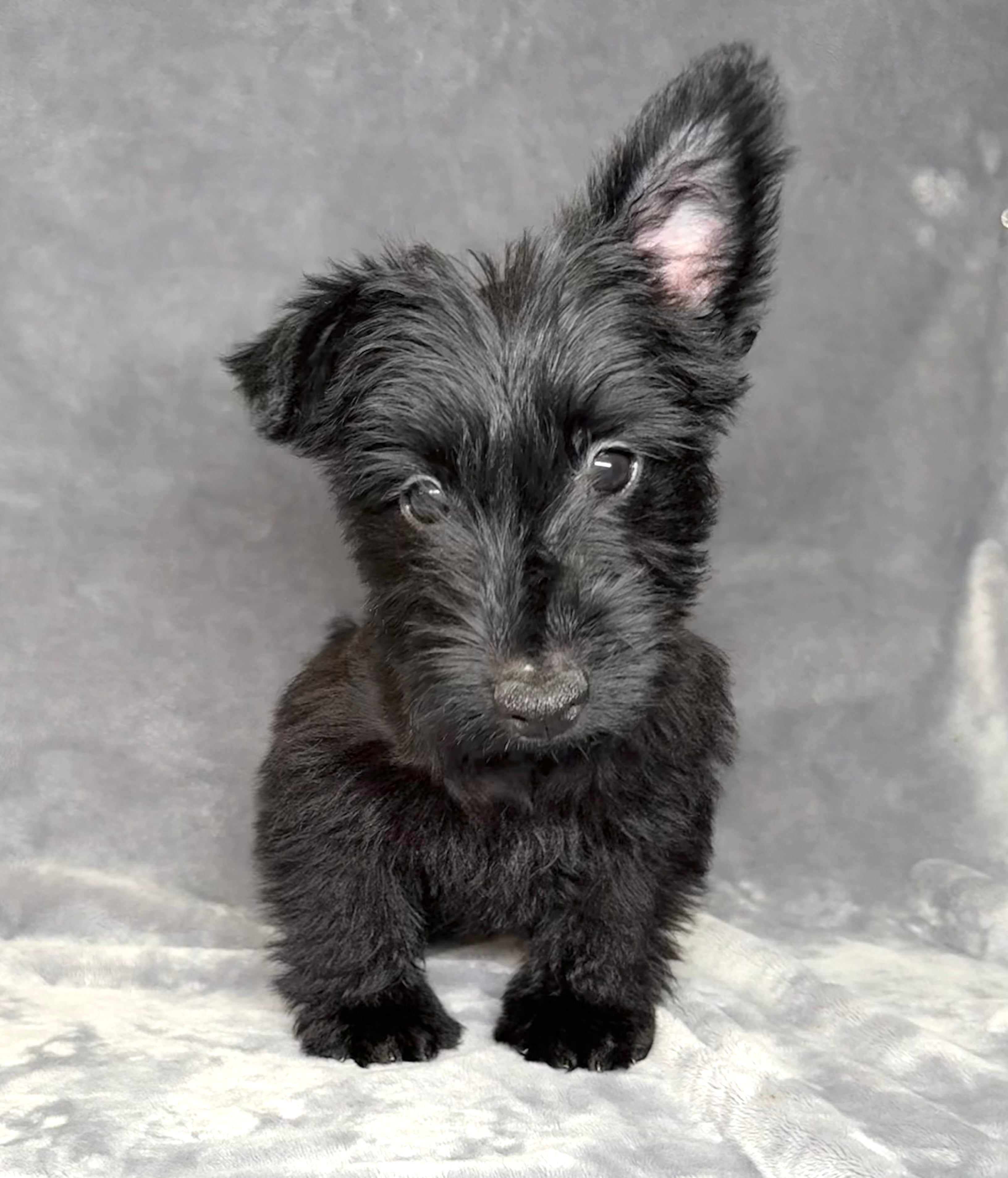Monty- Male Scottish Terrier