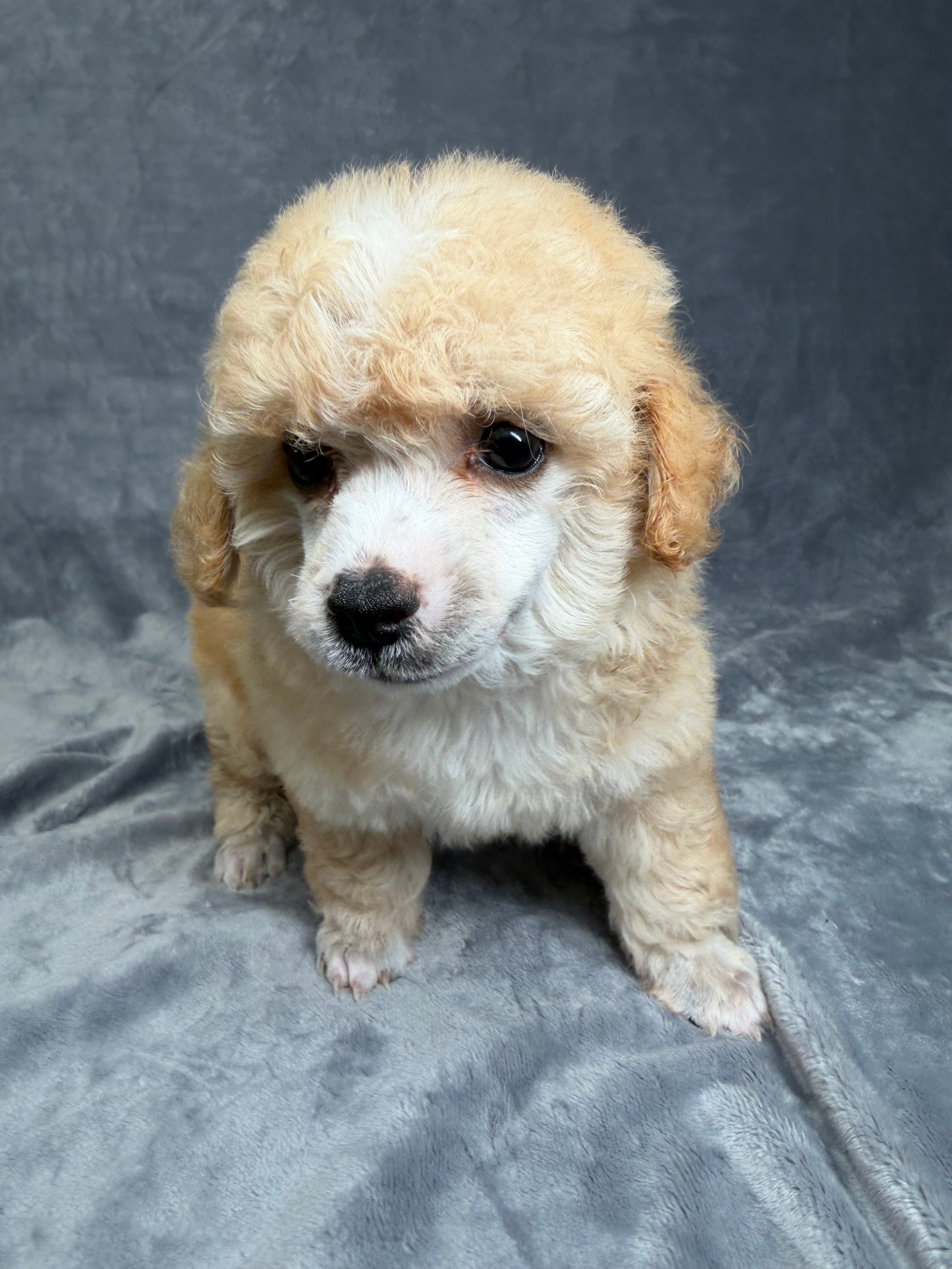 Penny- Female Toy Poodle