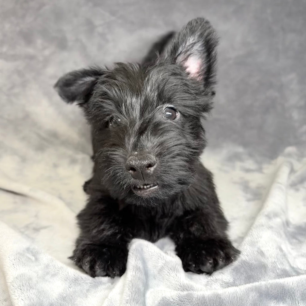 Monty- Male Scottish Terrier