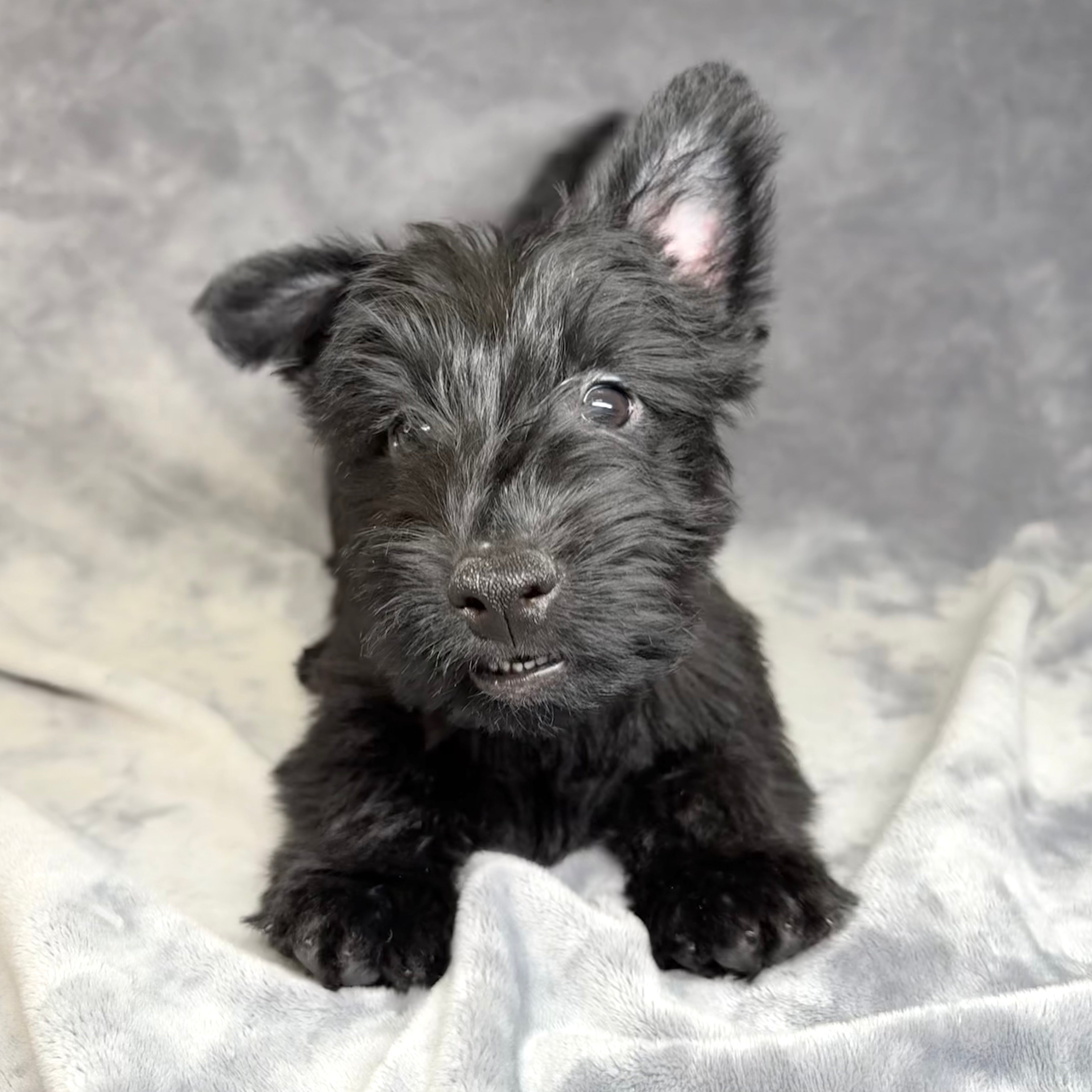 Monty- Male Scottish Terrier