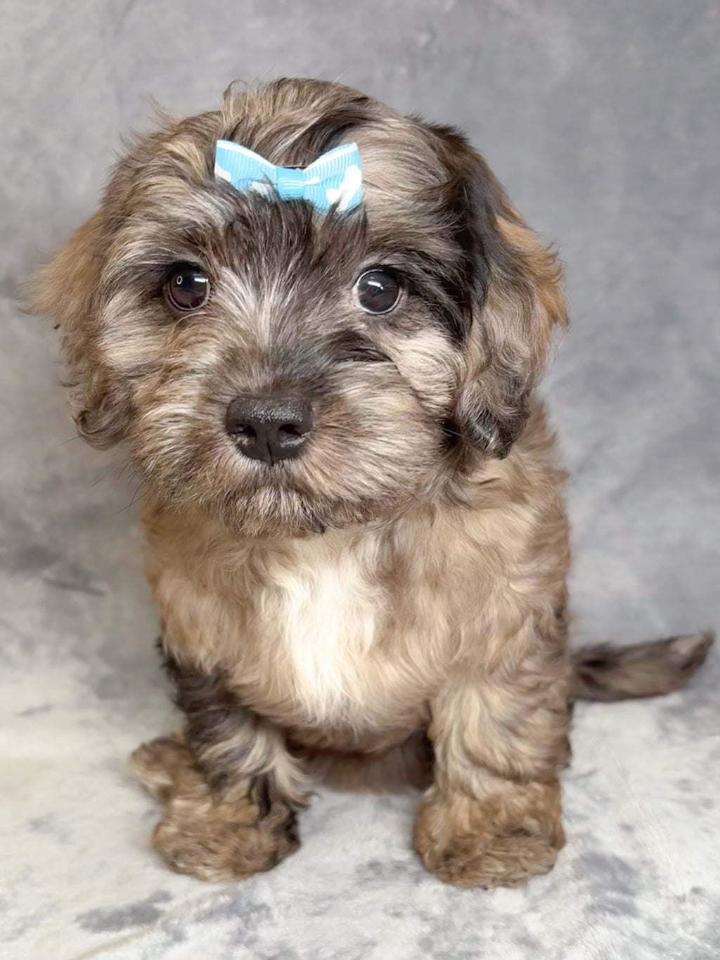 Anna- Female Cavapoo
