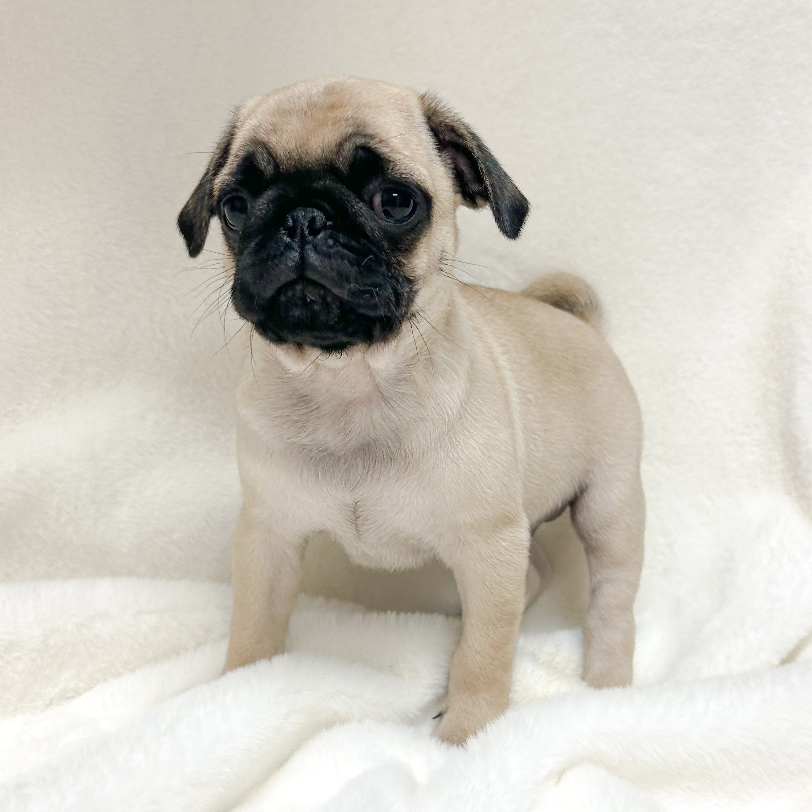 Leo - Male Pug
