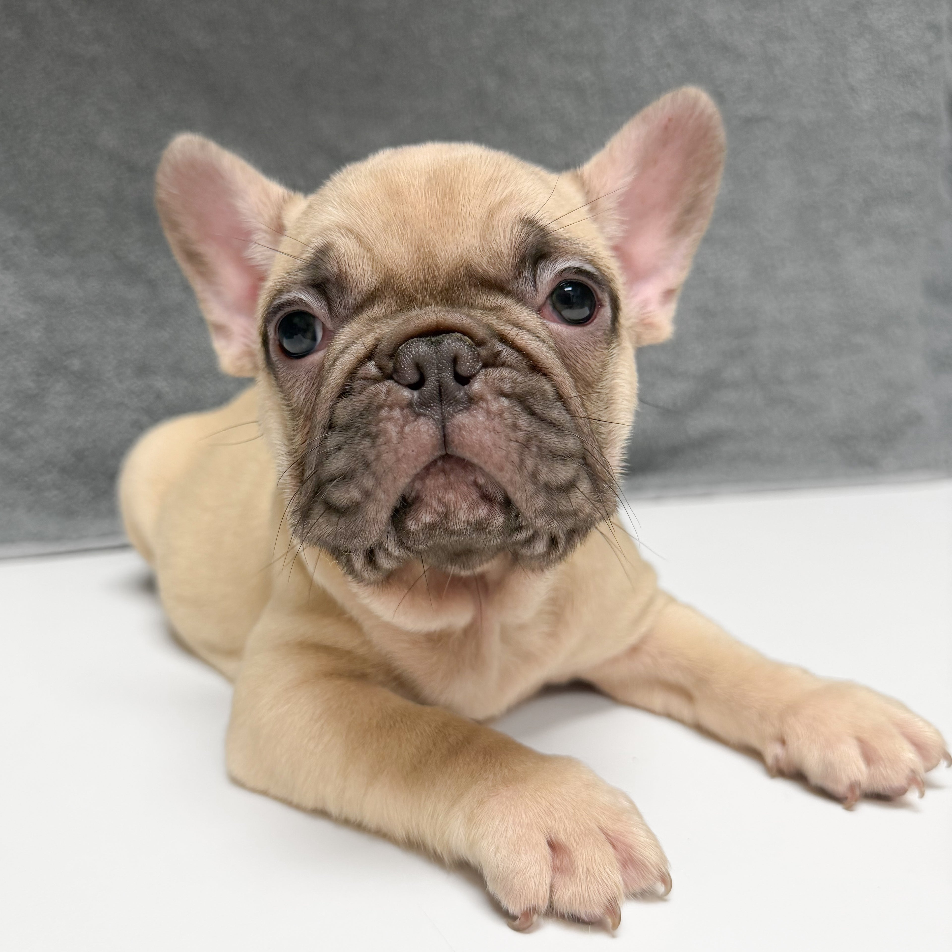 Theo- Male French Bulldog