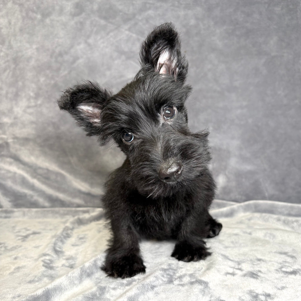 Fergus- Male Scottish Terrier