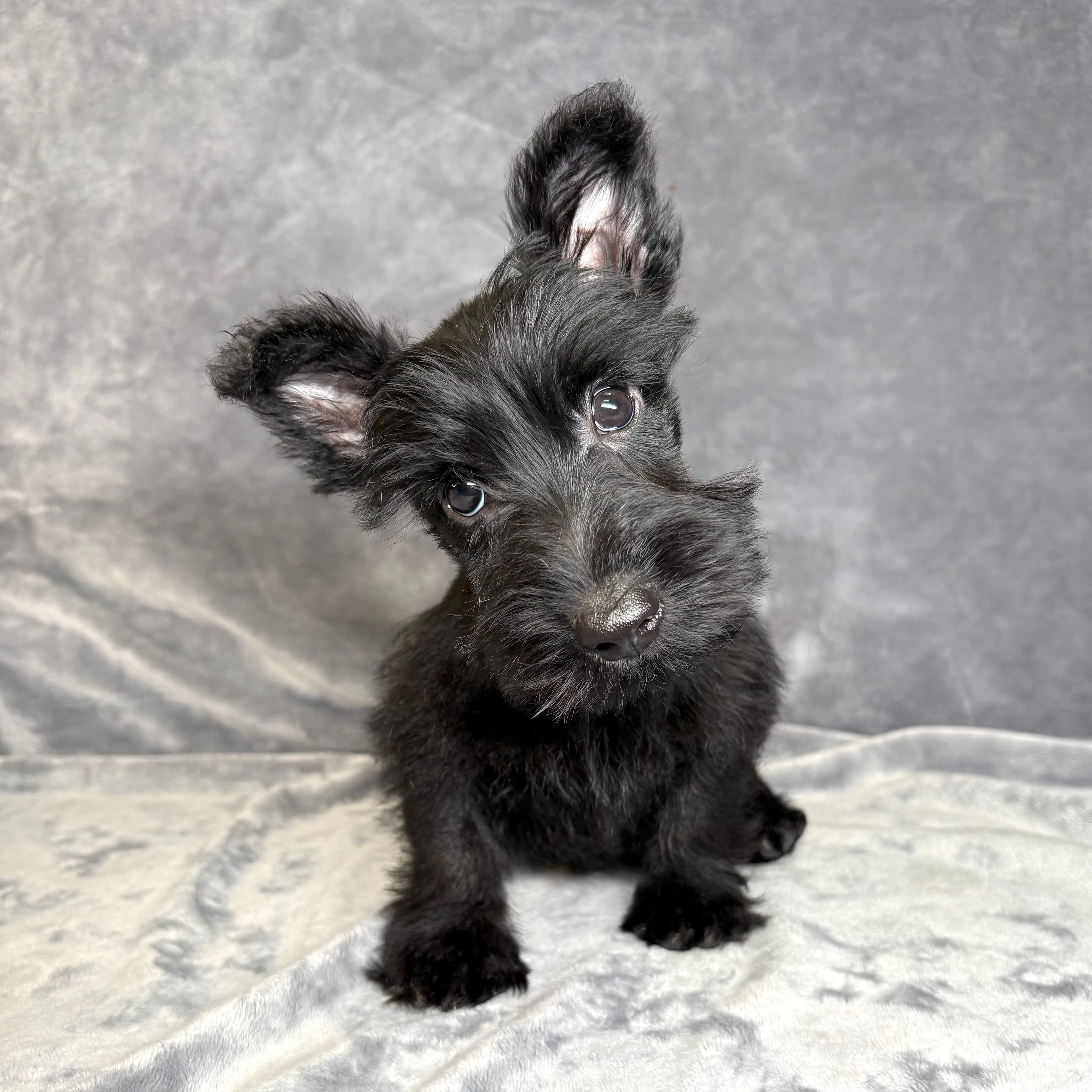 Fergus- Male Scottish Terrier