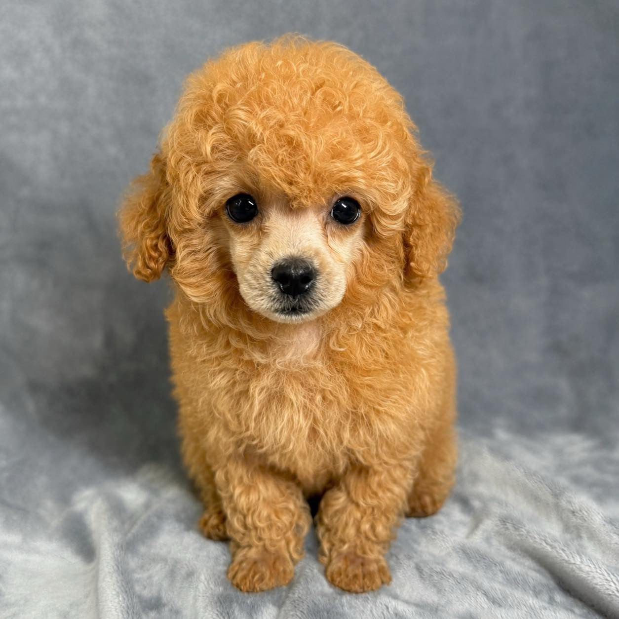 Gucci- Female Toy Poodle