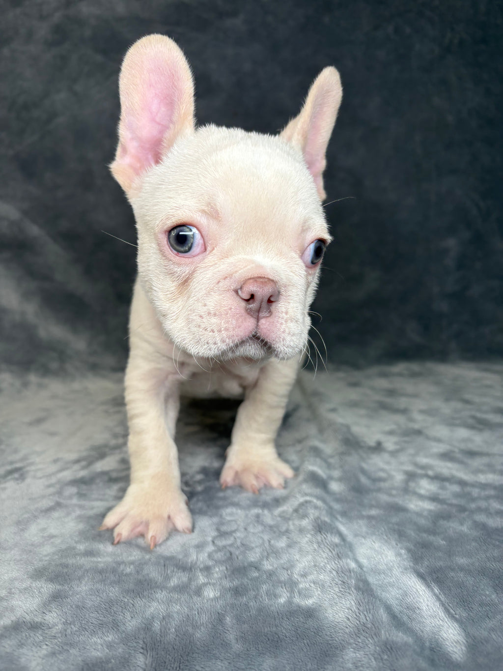 Wally- Male French Bulldog