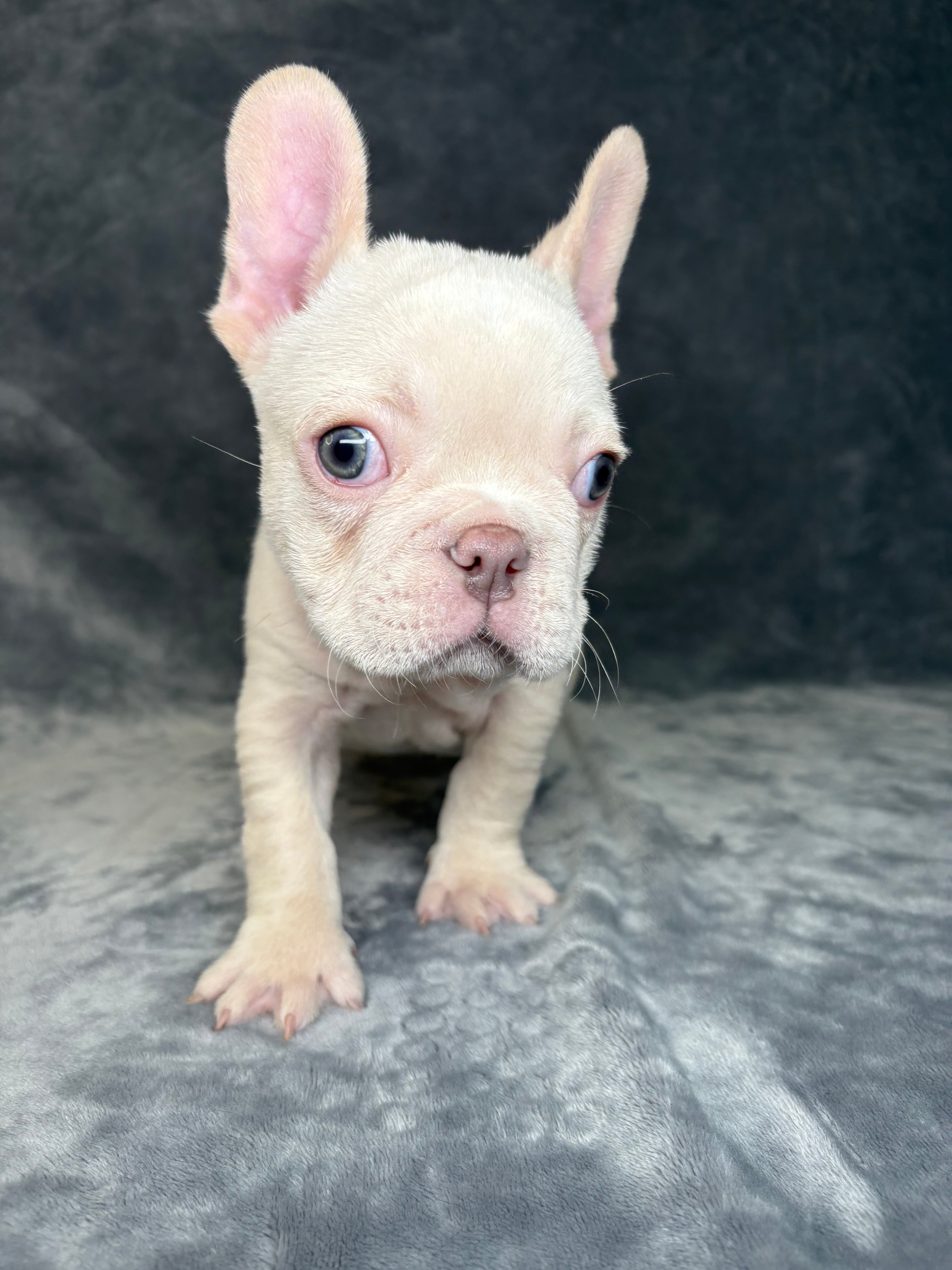 Wally- Male French Bulldog