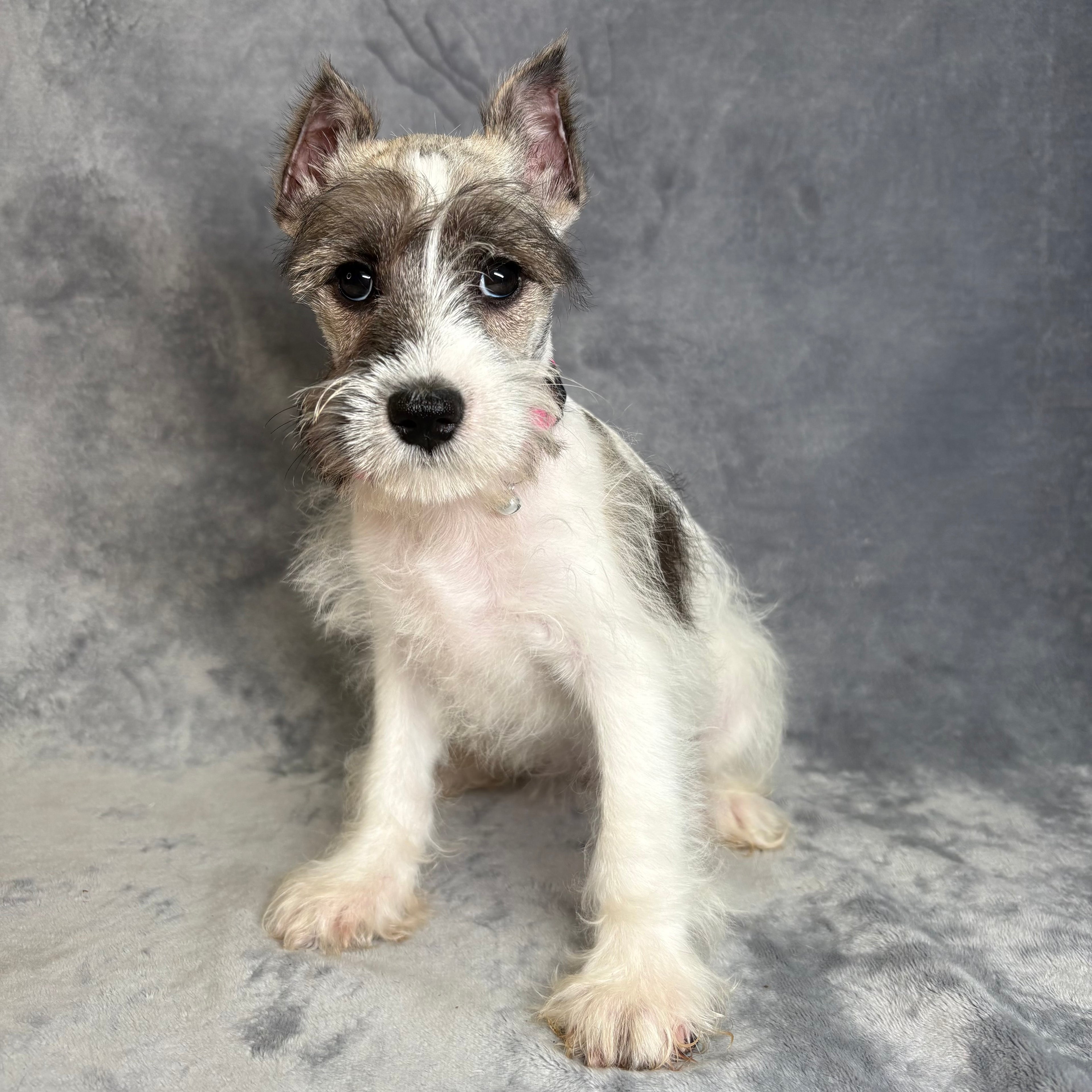 Pippa- Female Miniature Schnauzer
