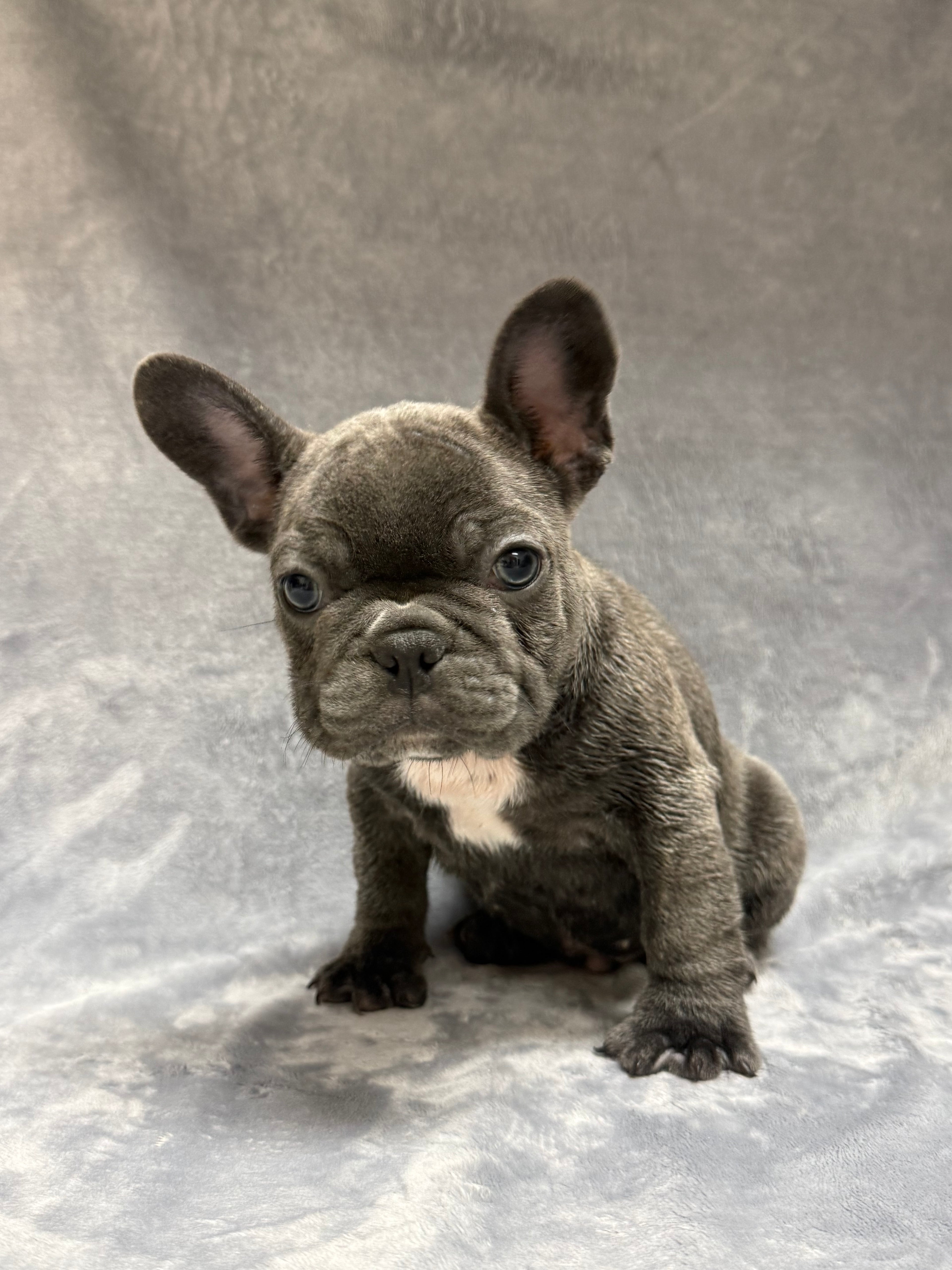 Poncho- Male French Bulldog