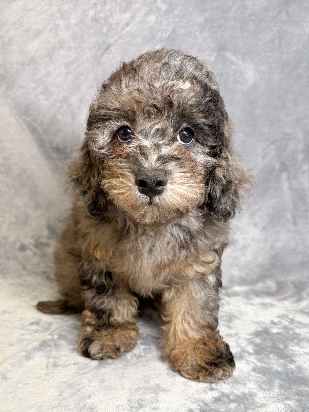 Maverick- Male Mini Goldendoodle