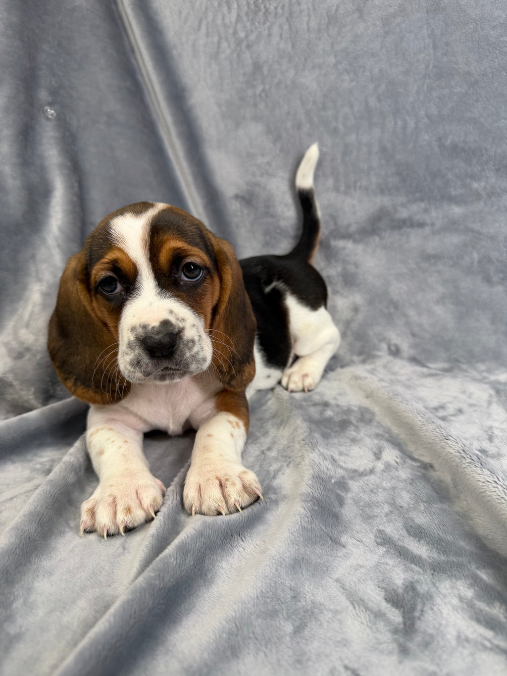 Louise- Female Basset Hound