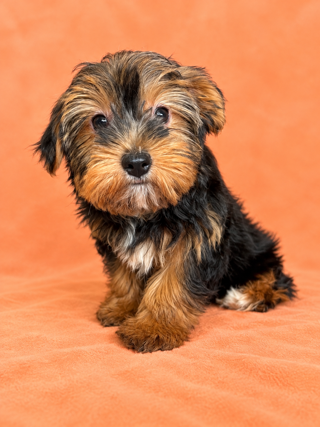 Chip- Male Yorkie