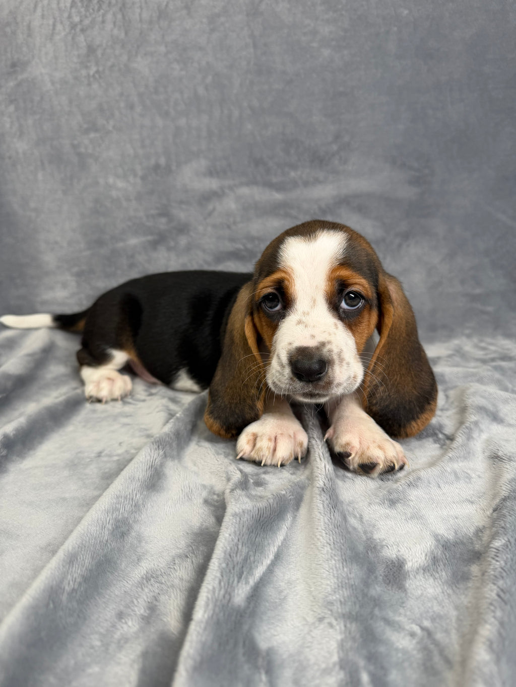 Billy- Male Basset Hound