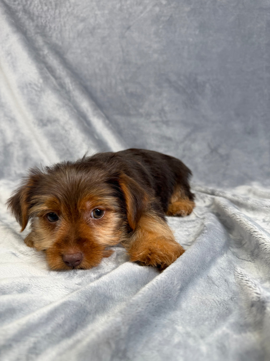 Benny- Male Yorkie