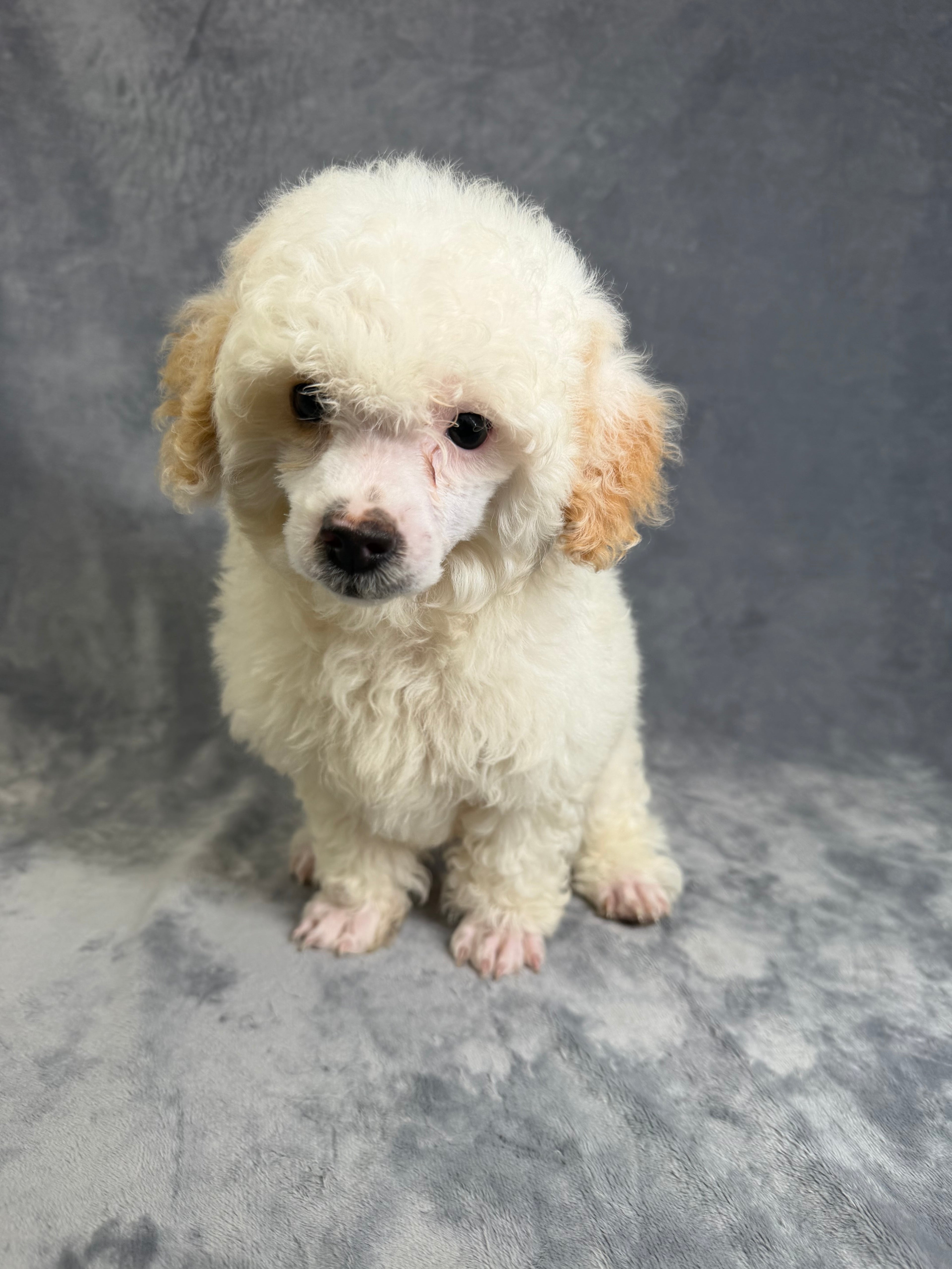 Leo- Male Toy Poodle