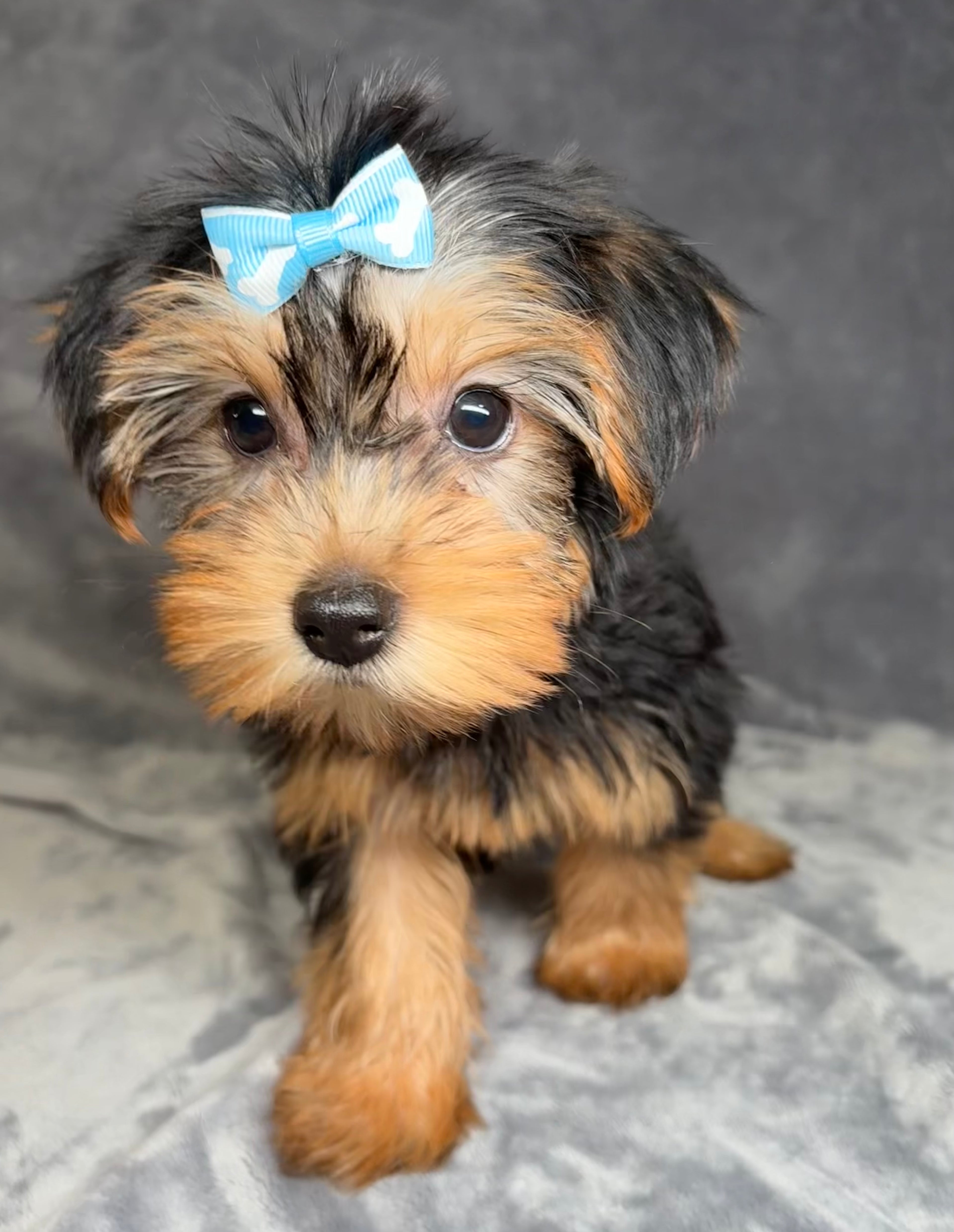 Bella- Female Yorkshire Terrier