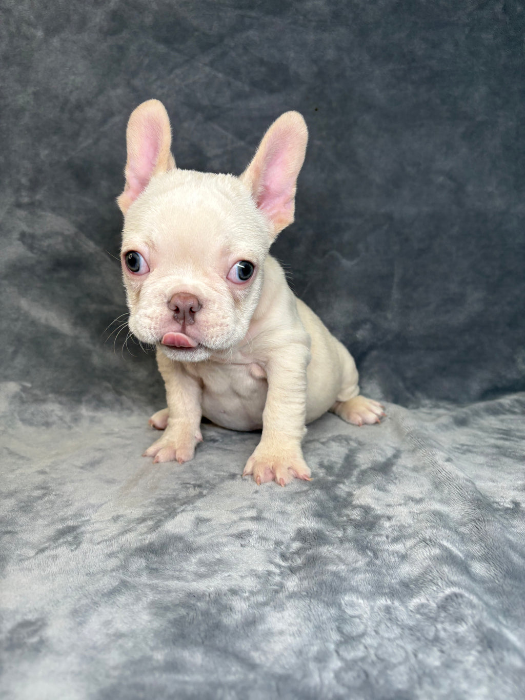 Wally- Male French Bulldog