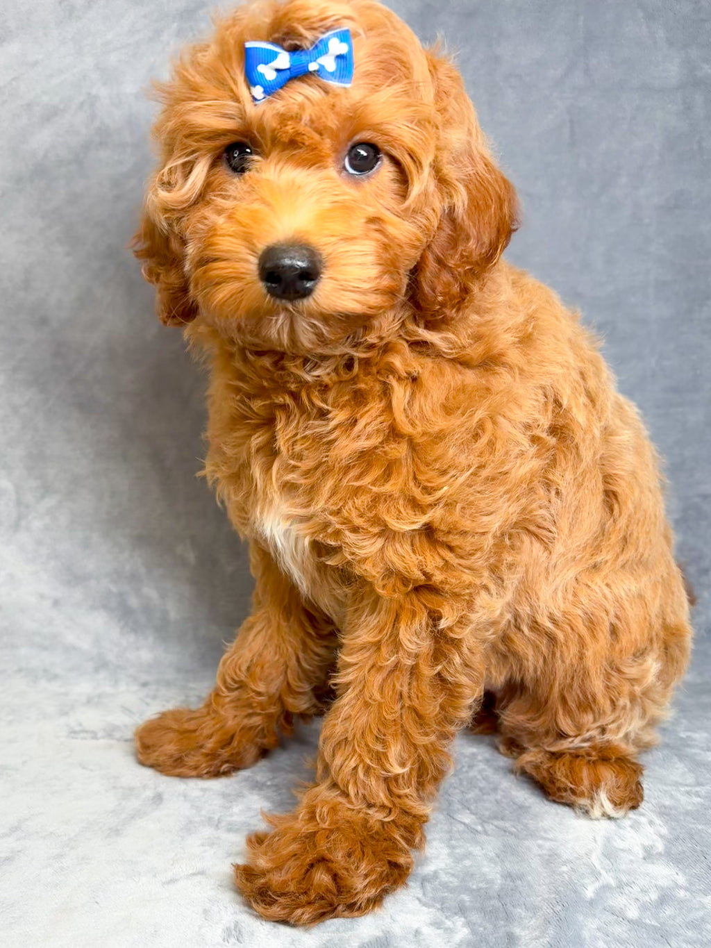 Bonnie- Female Mini Goldendoodle