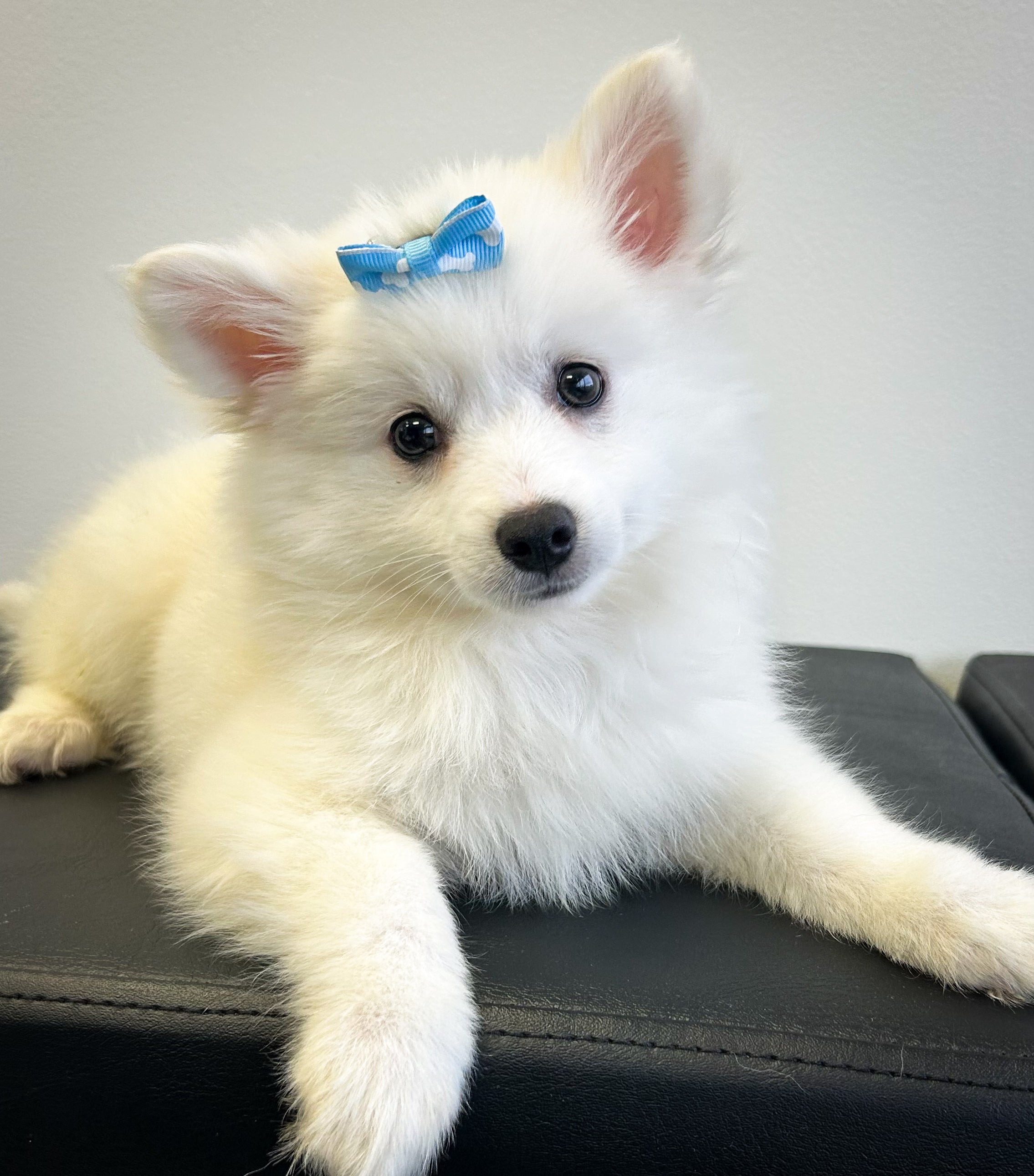 Snowdrop- Female American Eskimo