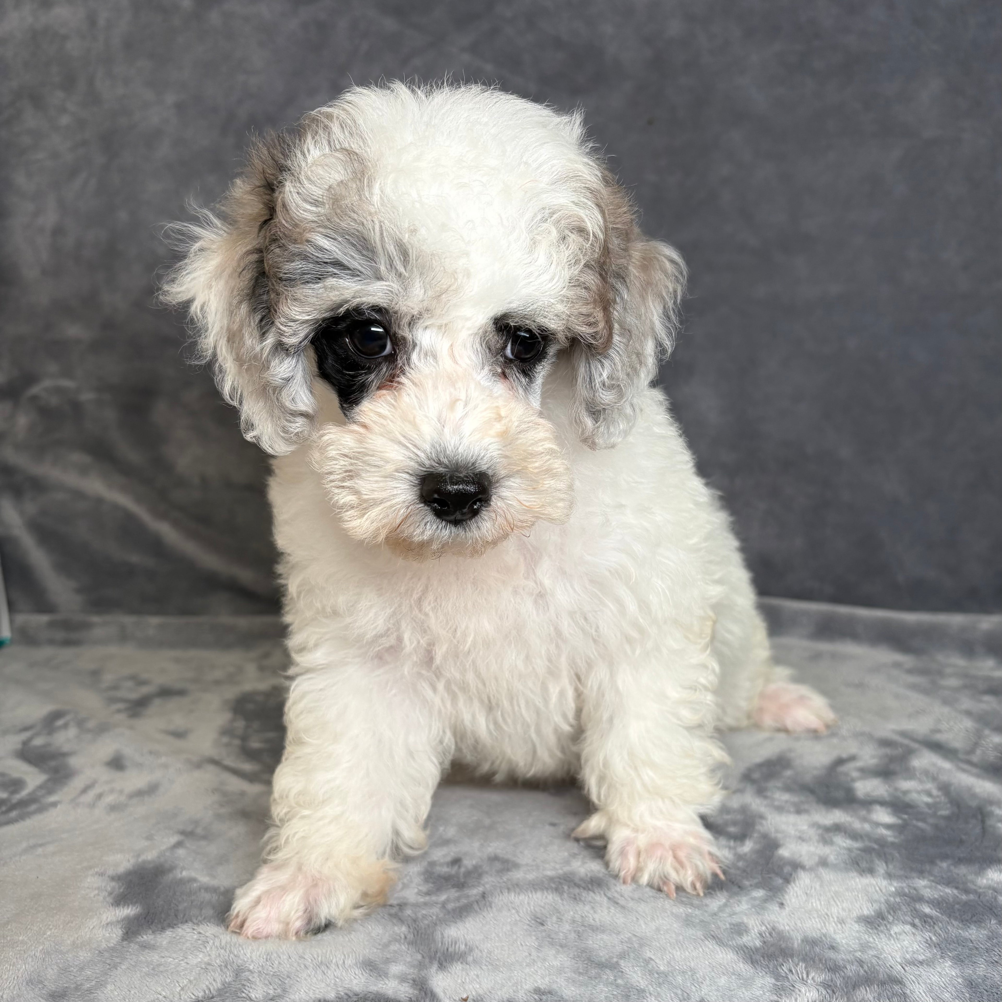 Gus- Male Toy Poodle