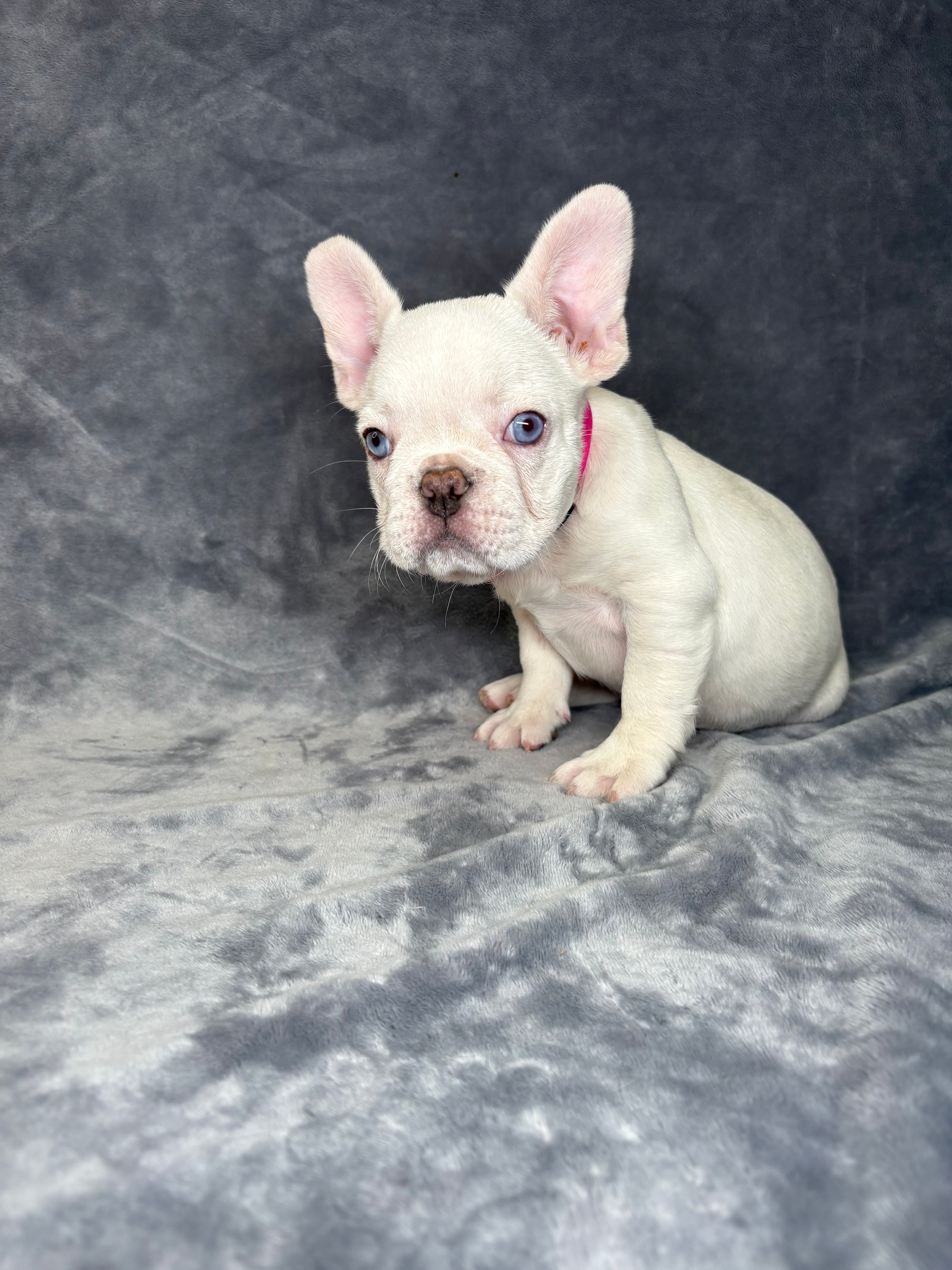 Pearl- Female French Bulldog