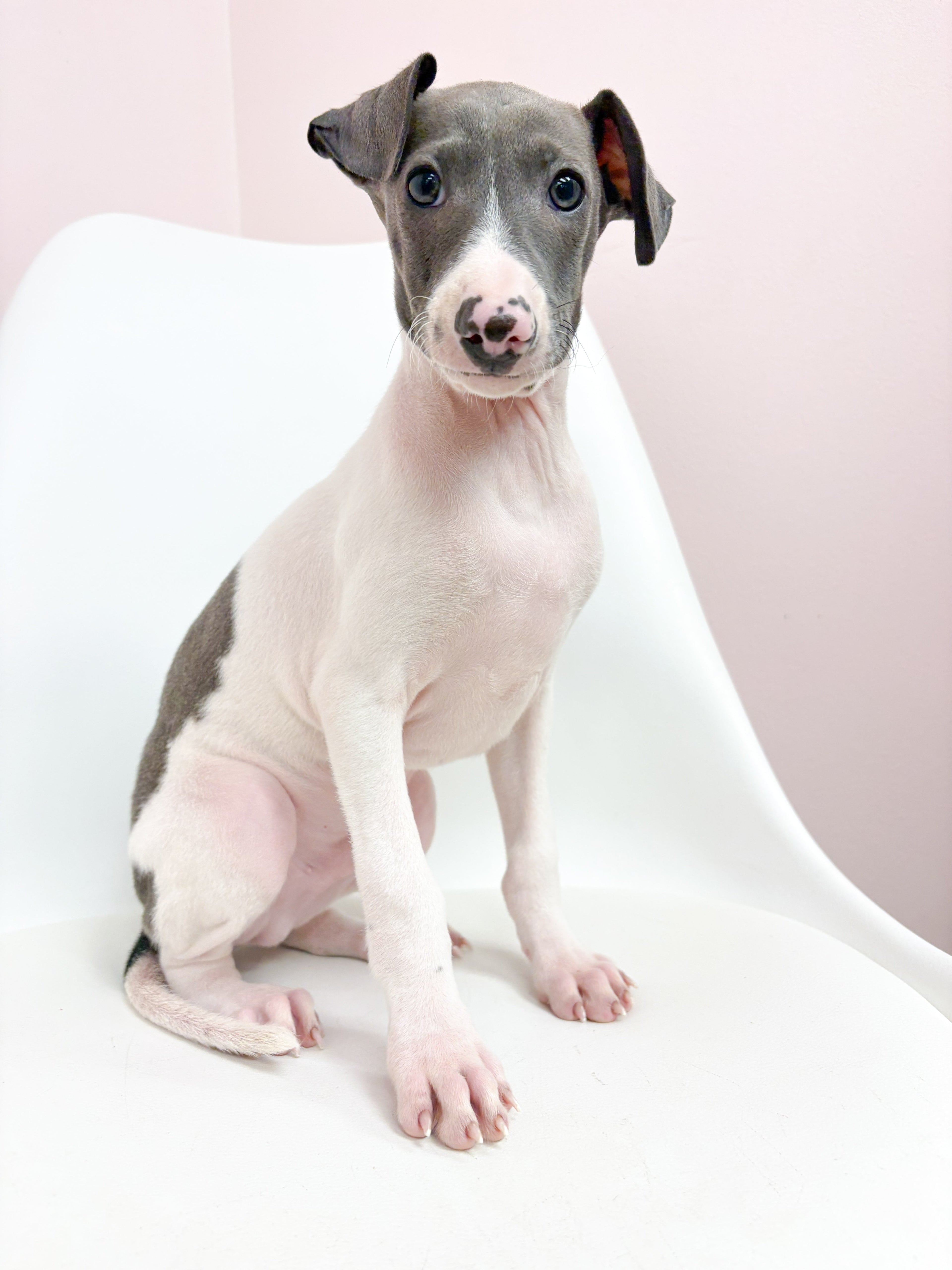 Nico- Male Italian Greyhound