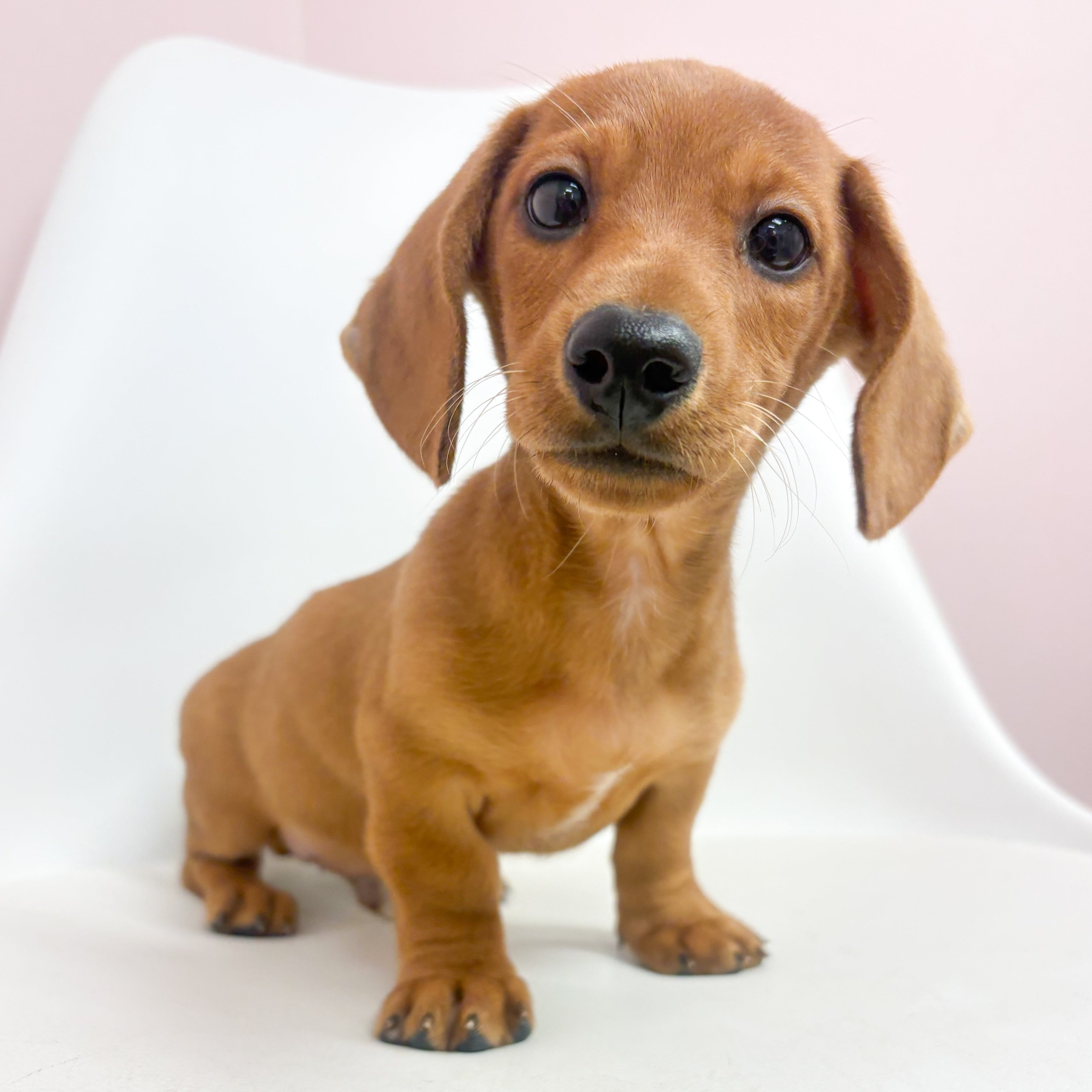 Oscar- Male Mini Dachshund