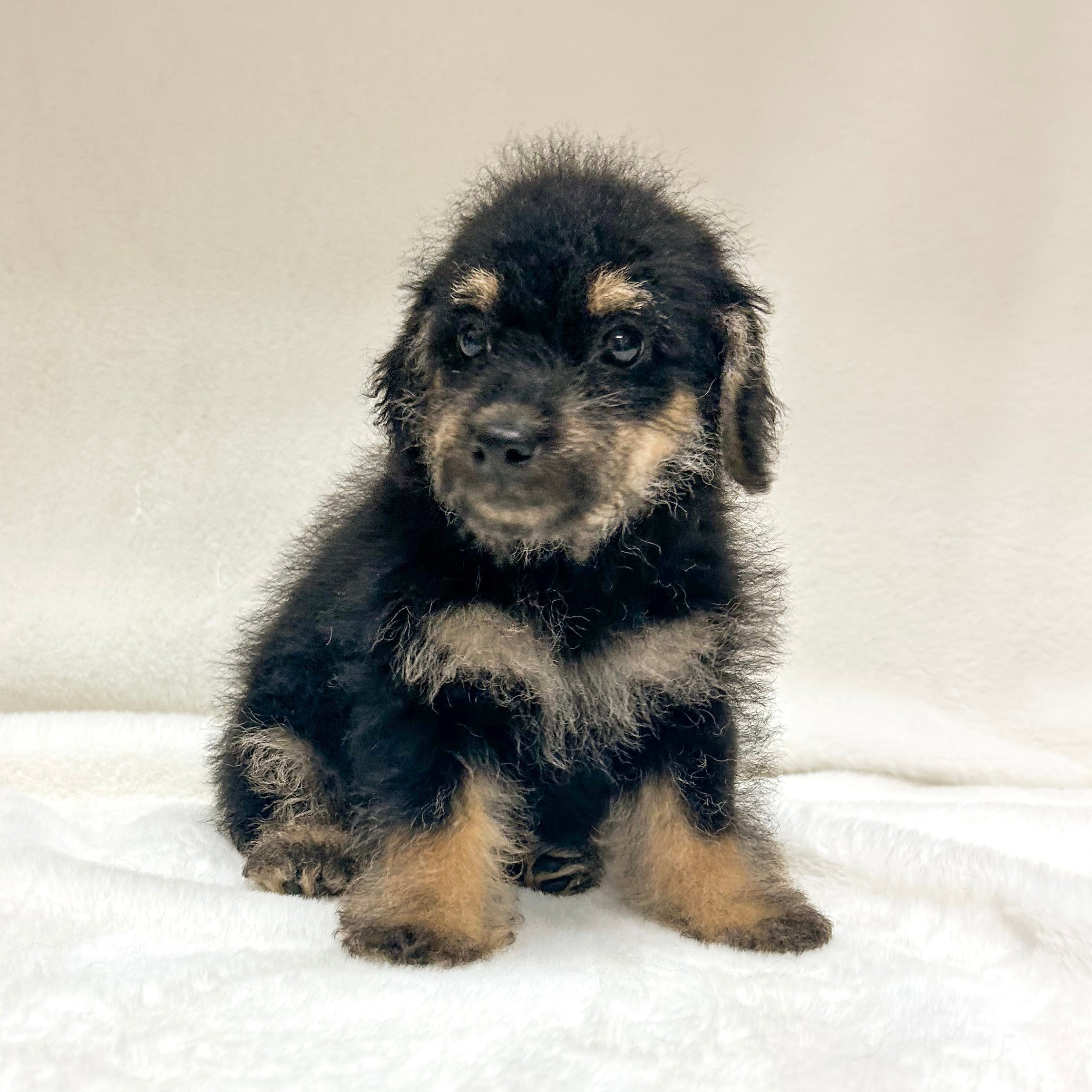 Bear-Male Yorkiepoo