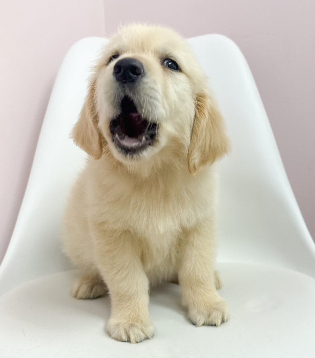 Bowie- Male Golden Retriever