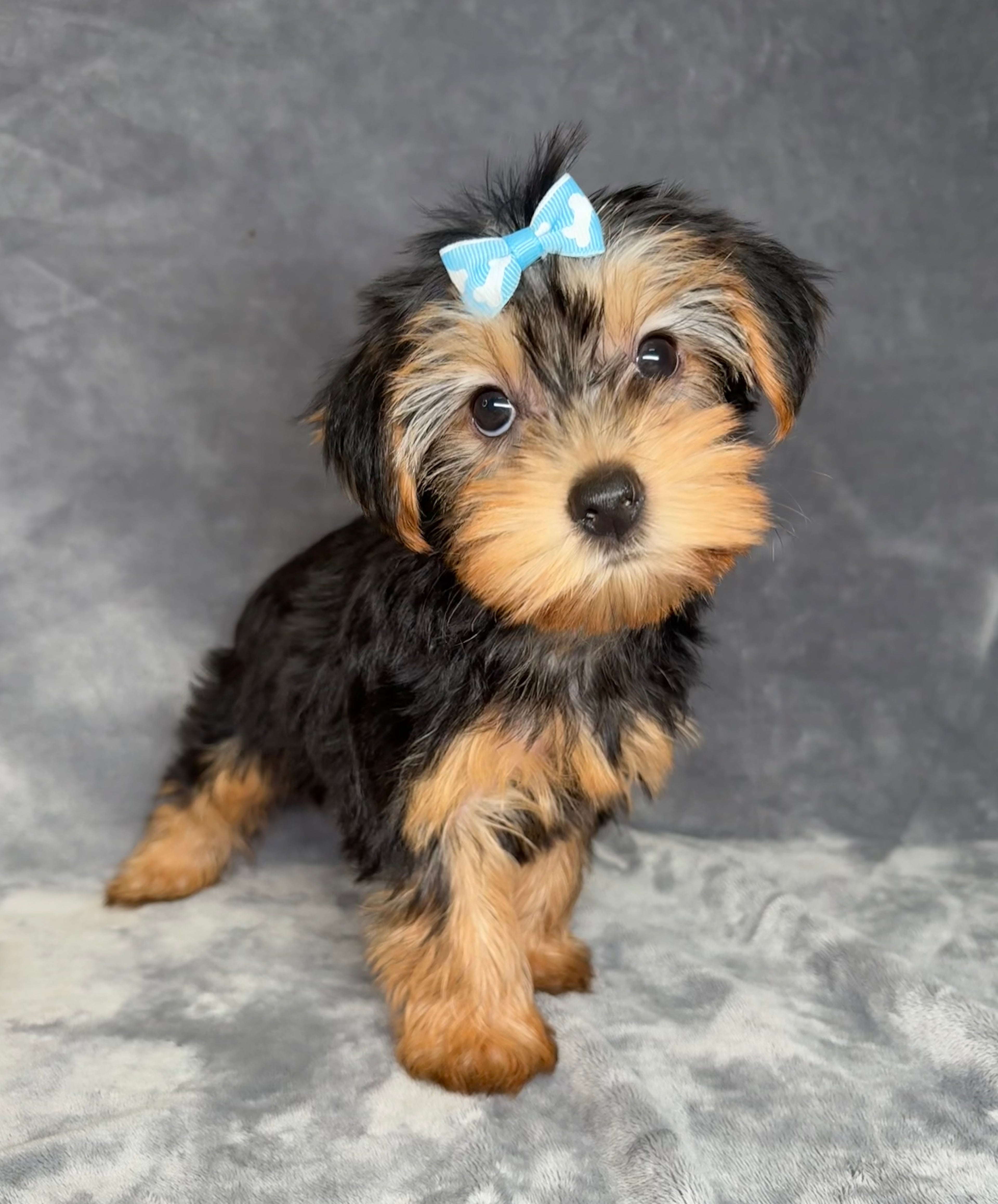 Bella- Female Yorkshire Terrier