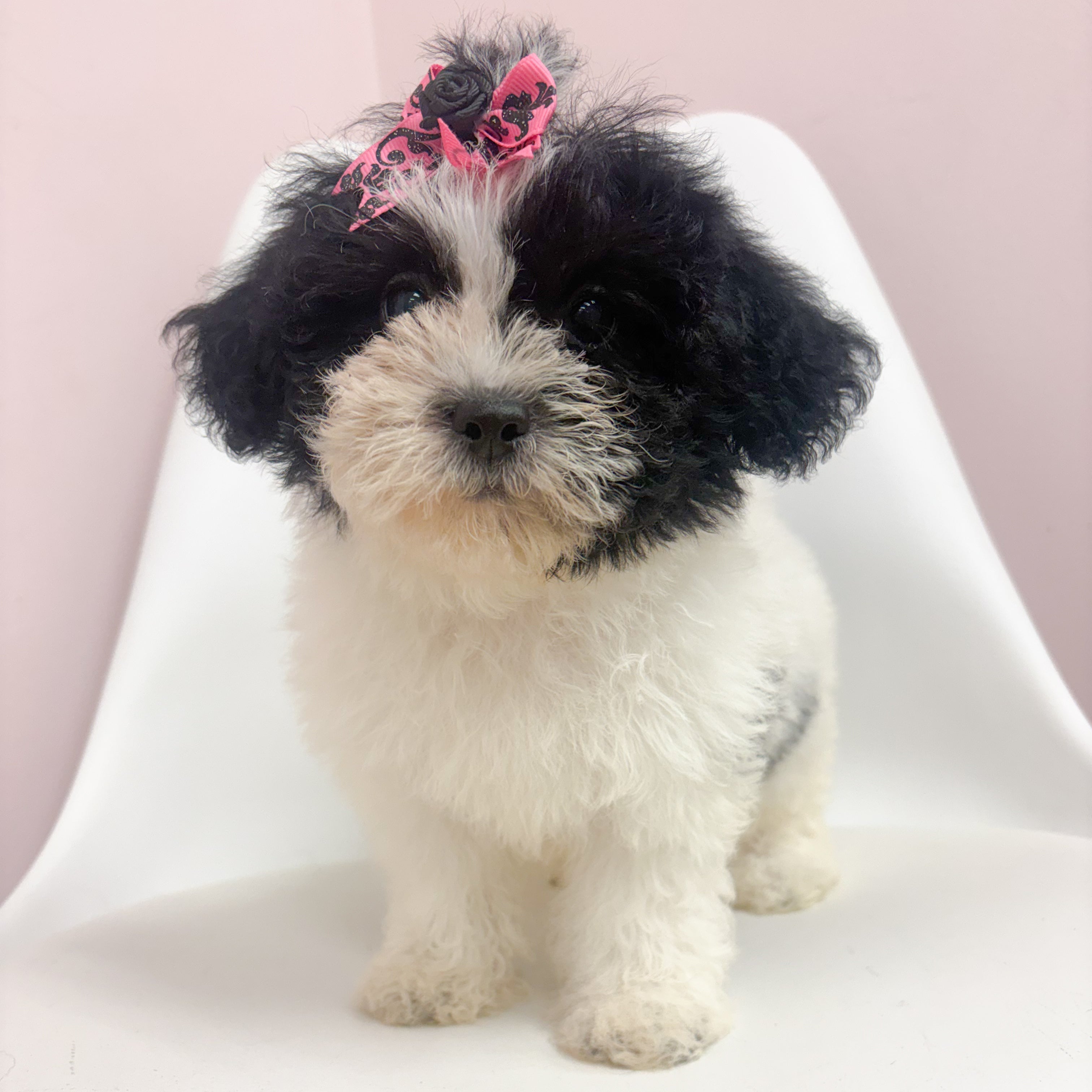 Pearl- Female Shipoo