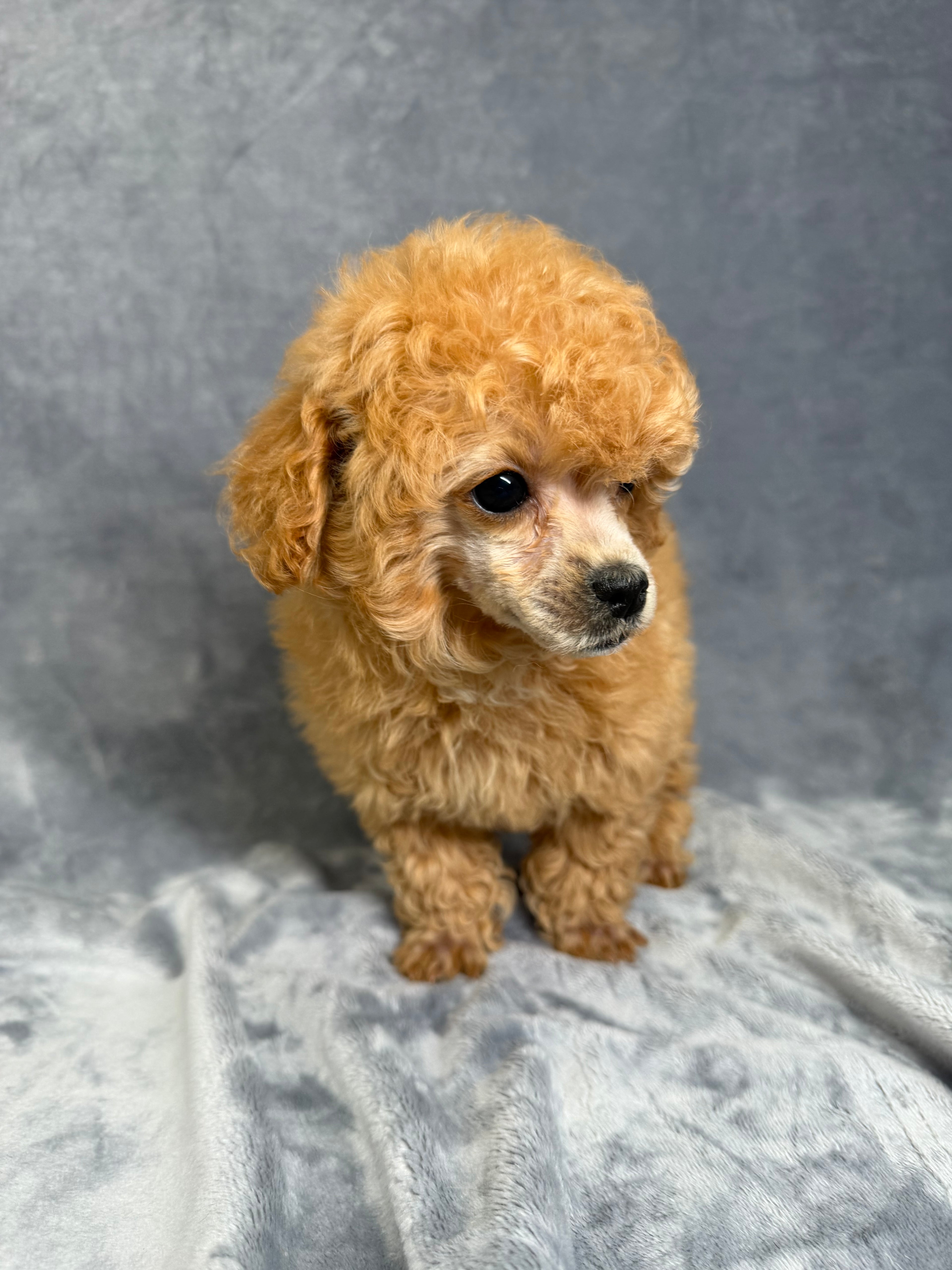 Gucci- Female Toy Poodle