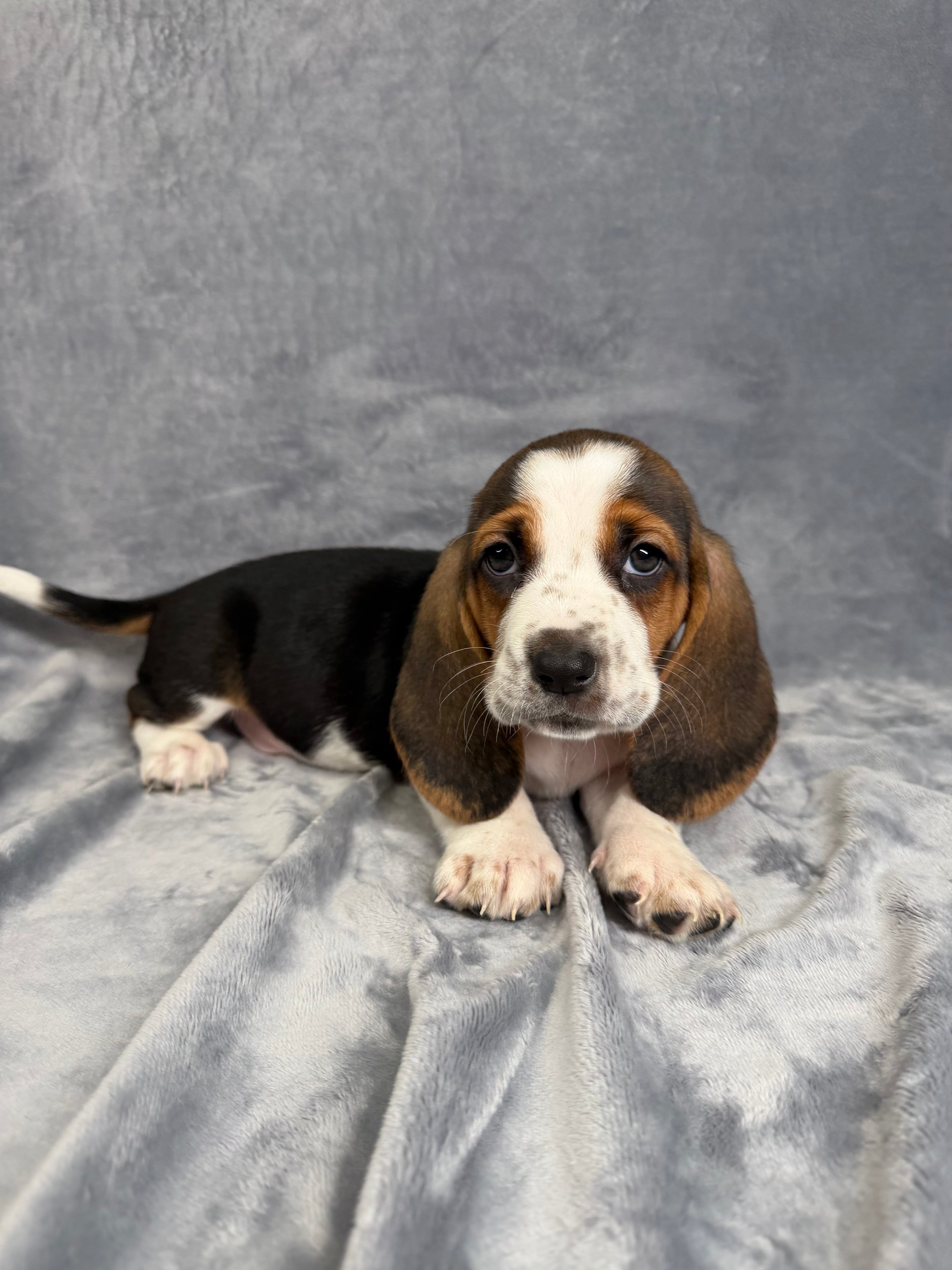 Billy- Male Basset Hound