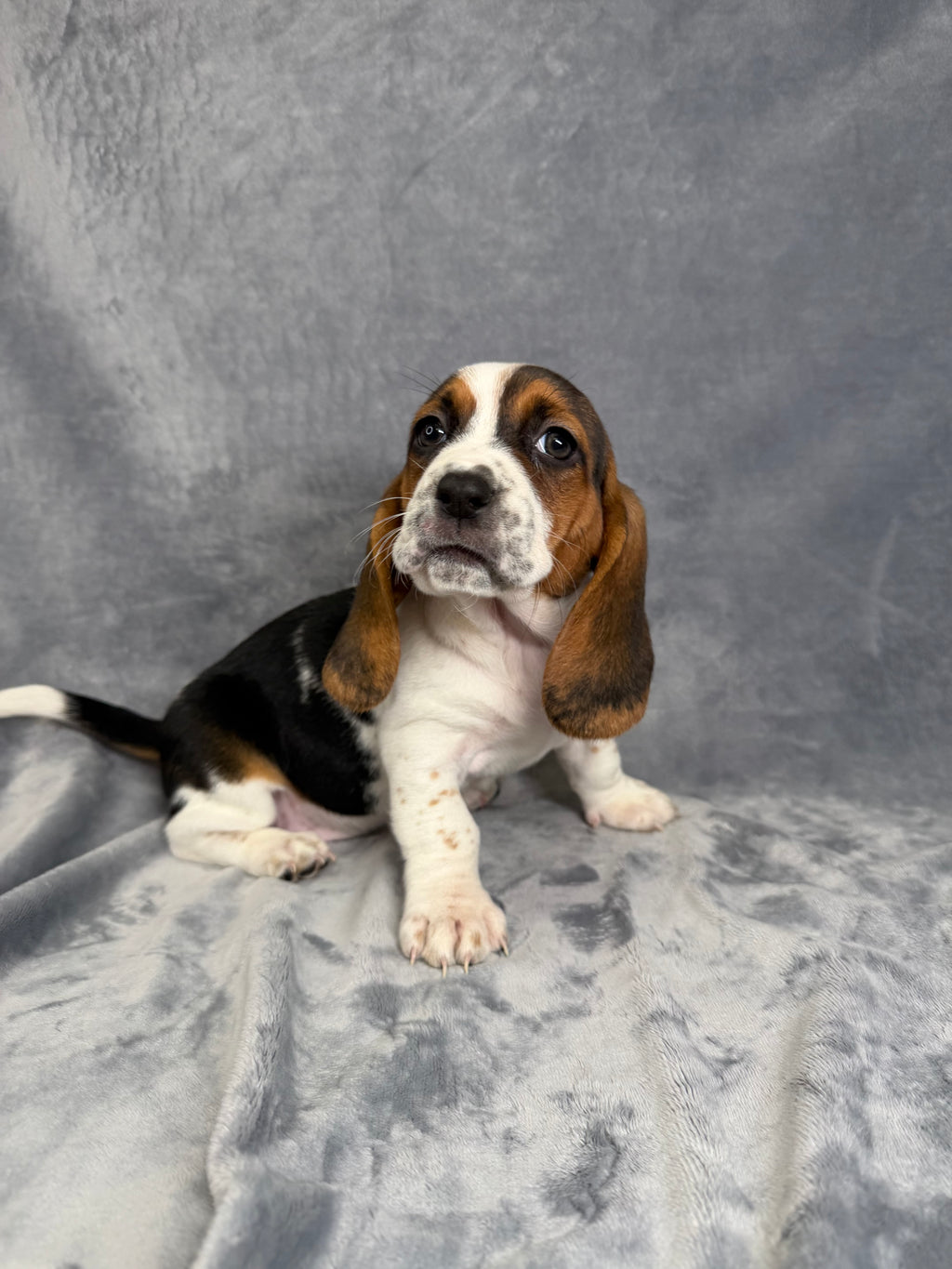 Louise- Female Basset Hound