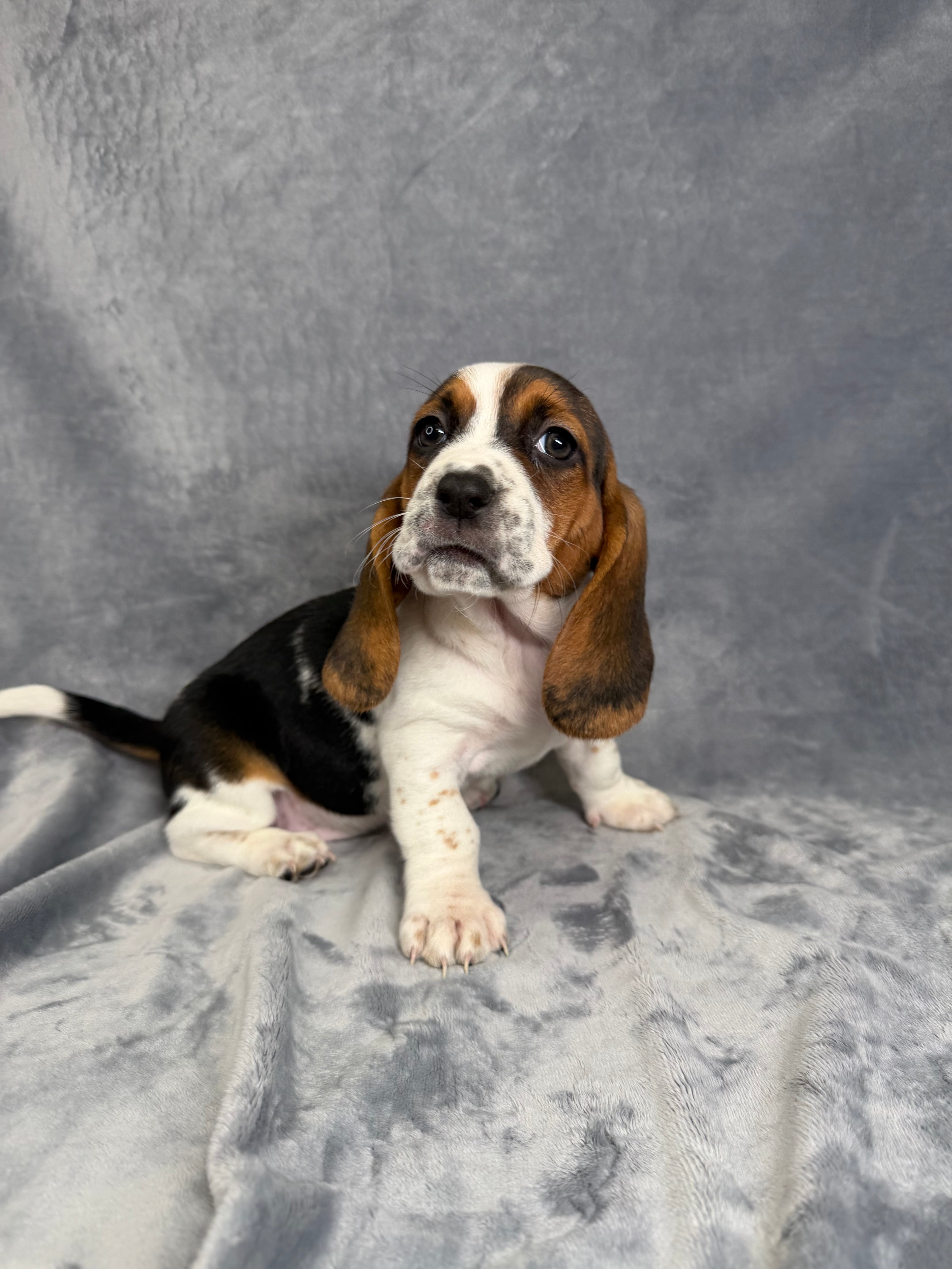 Louise- Female Basset Hound