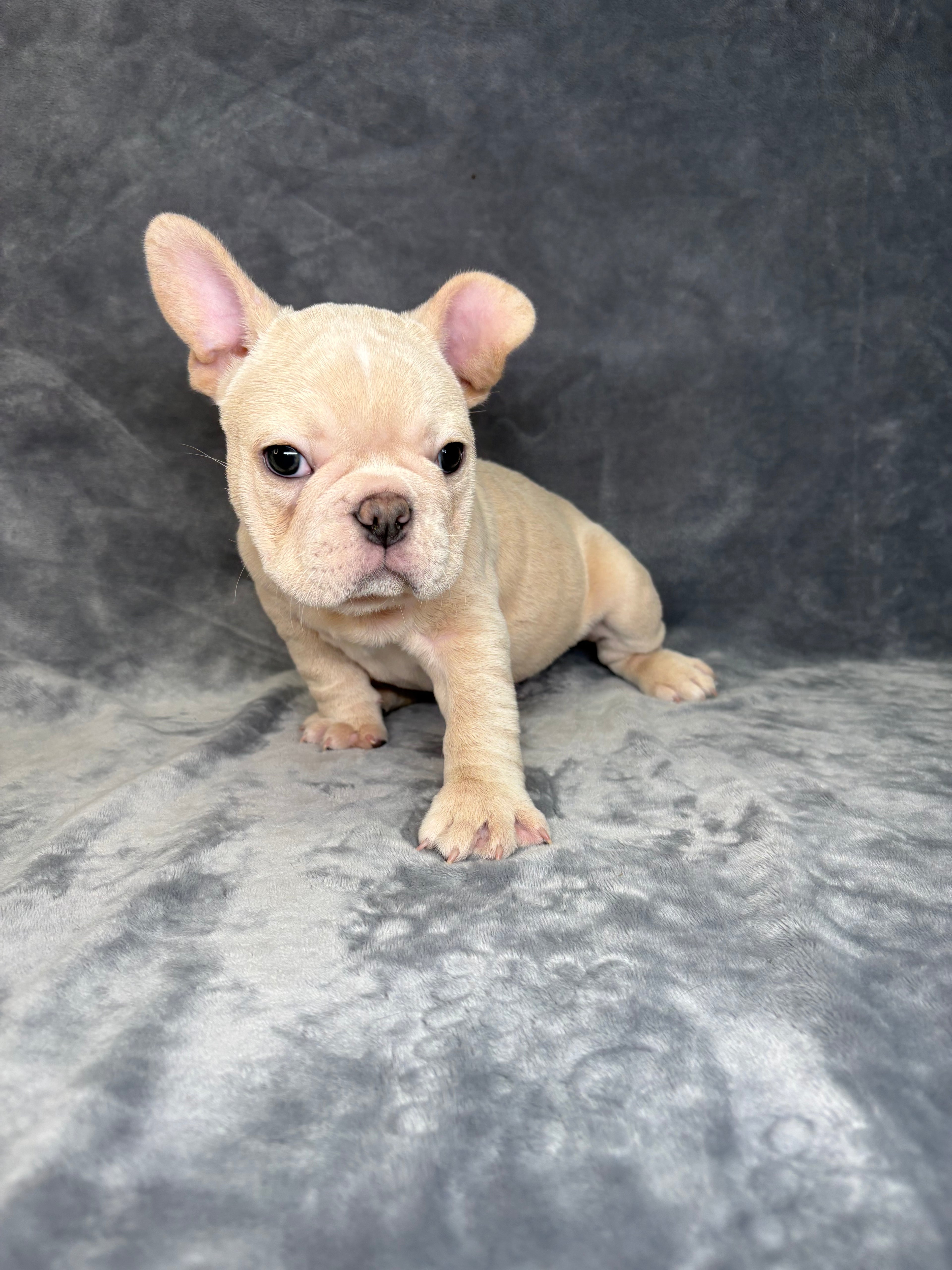 Herb- Male French Bulldog