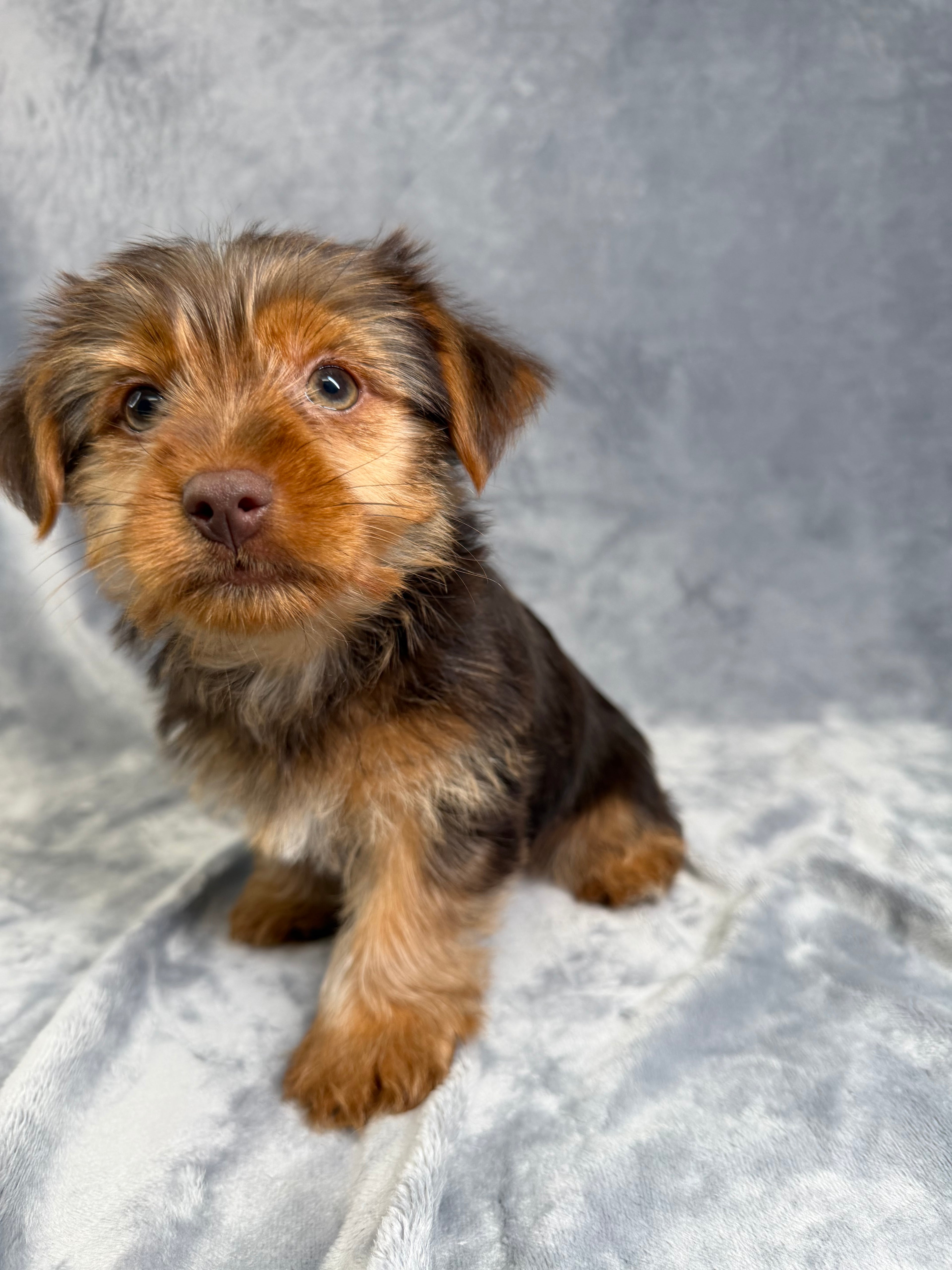 Benny- Male Yorkie