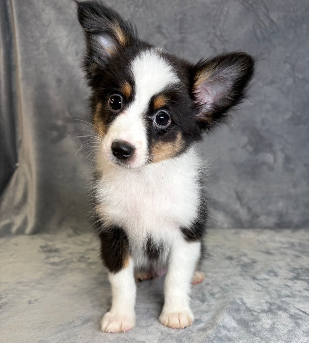 Griffin- Male Toy Australian Shepherd