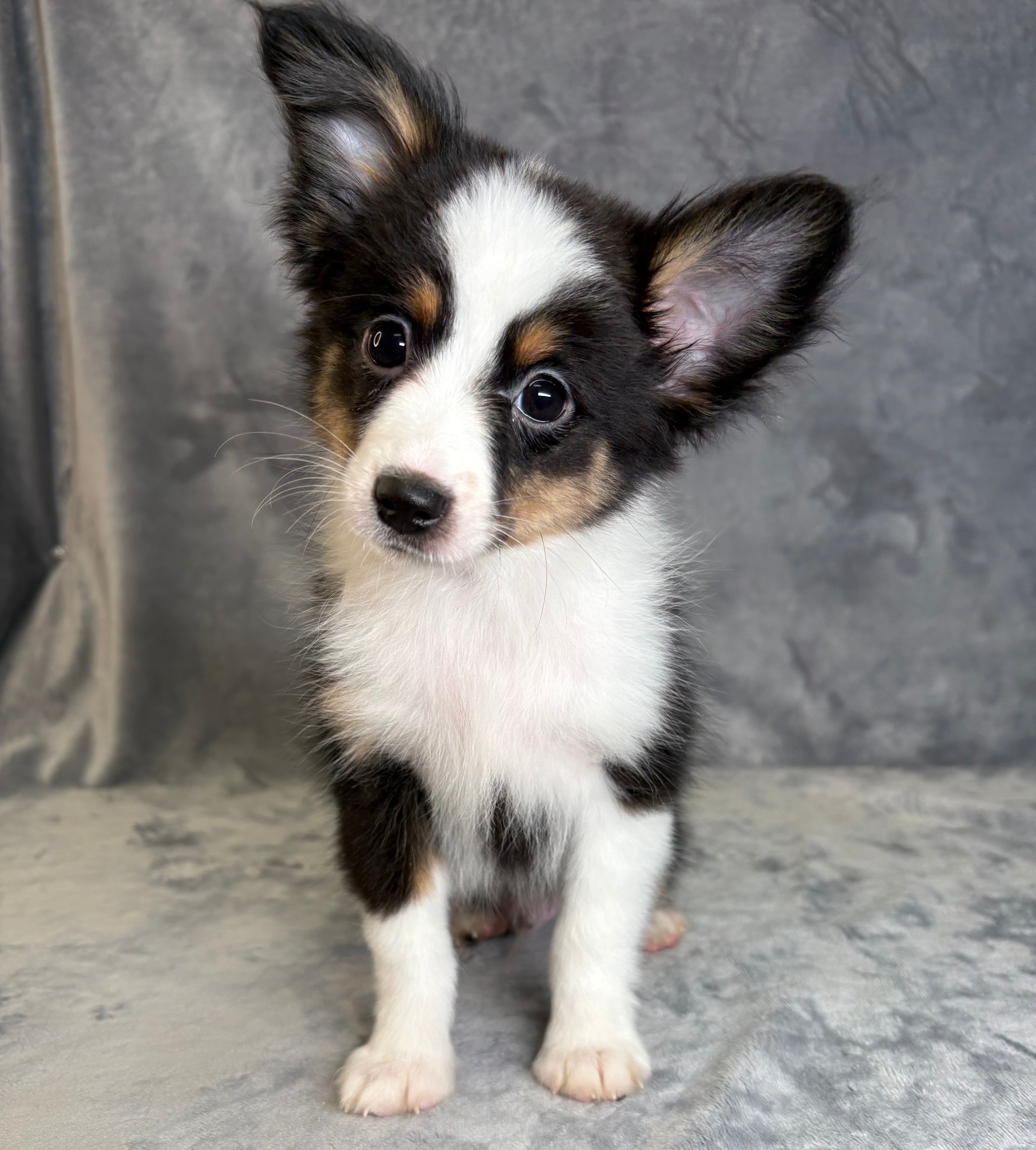 Griffin- Male Toy Australian Shepherd