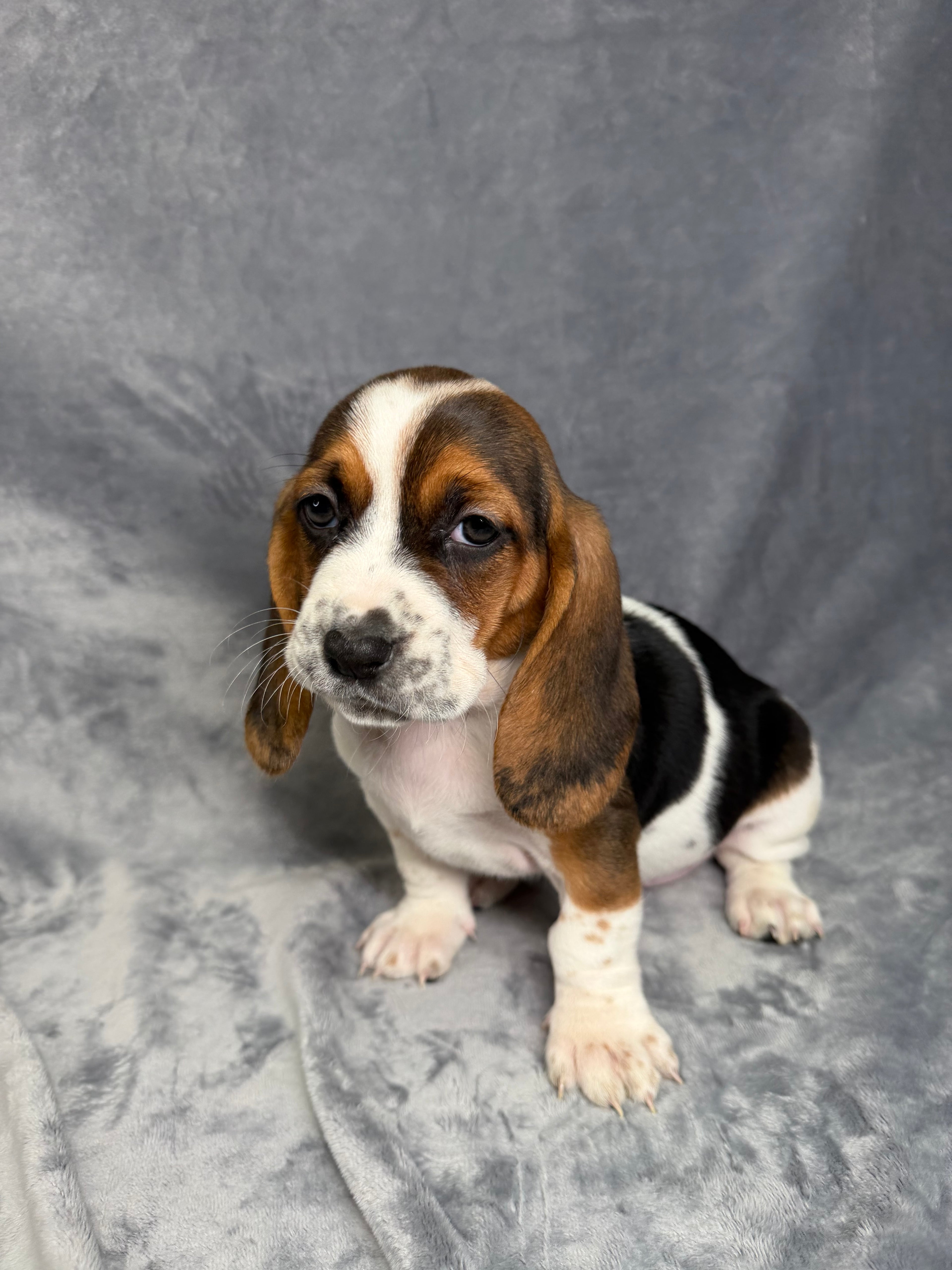 Louise- Female Basset Hound