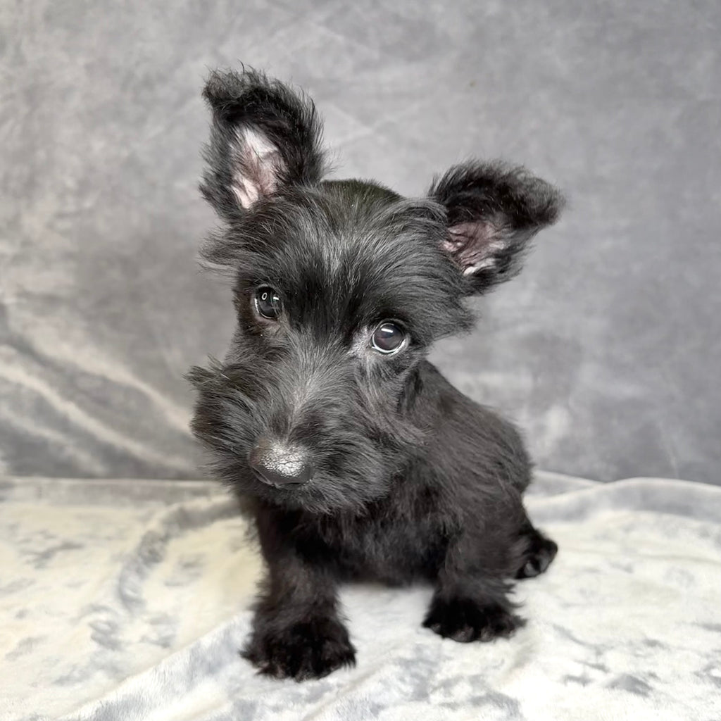 Fergus- Male Scottish Terrier