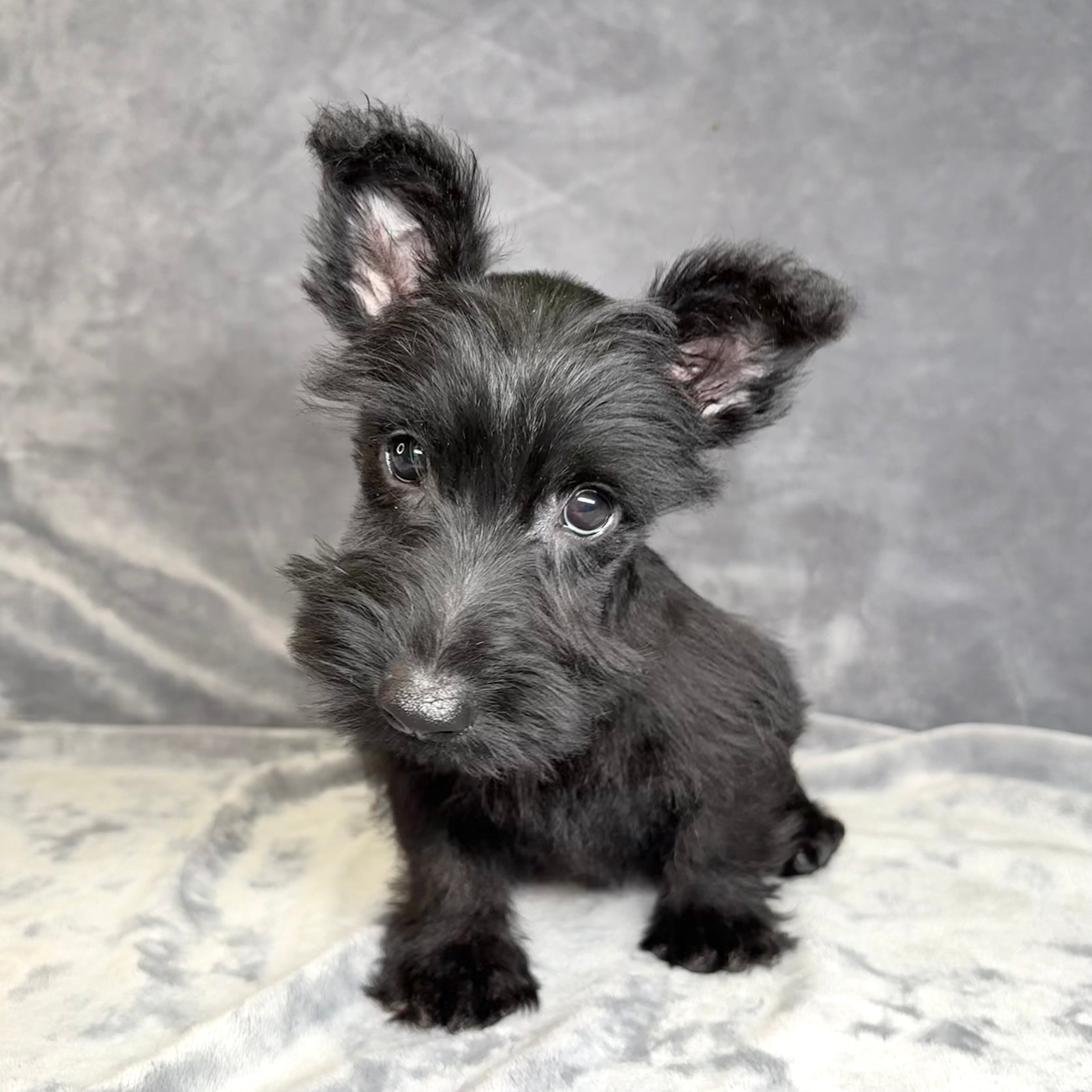 Fergus- Male Scottish Terrier