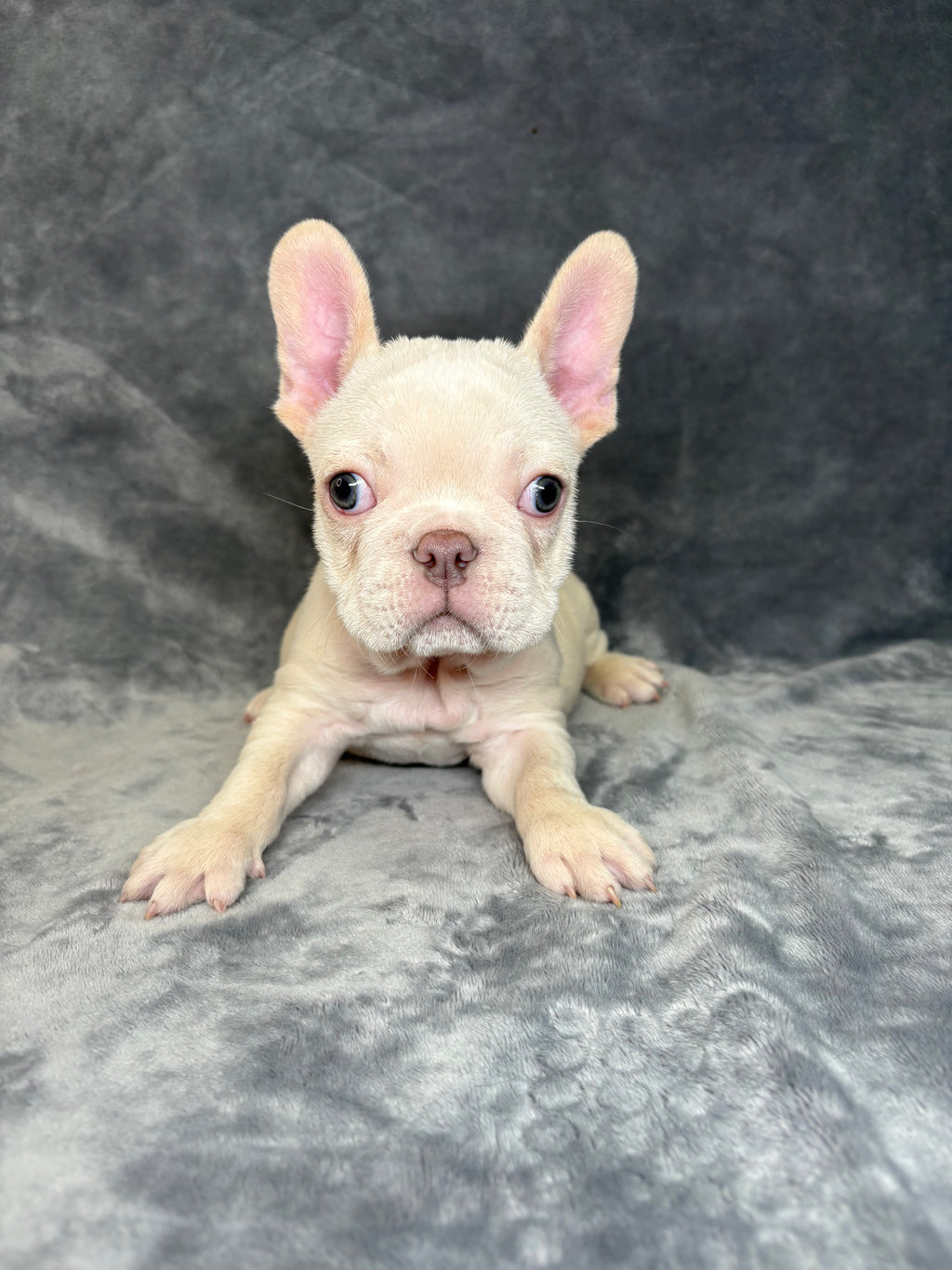 Wally- Male French Bulldog