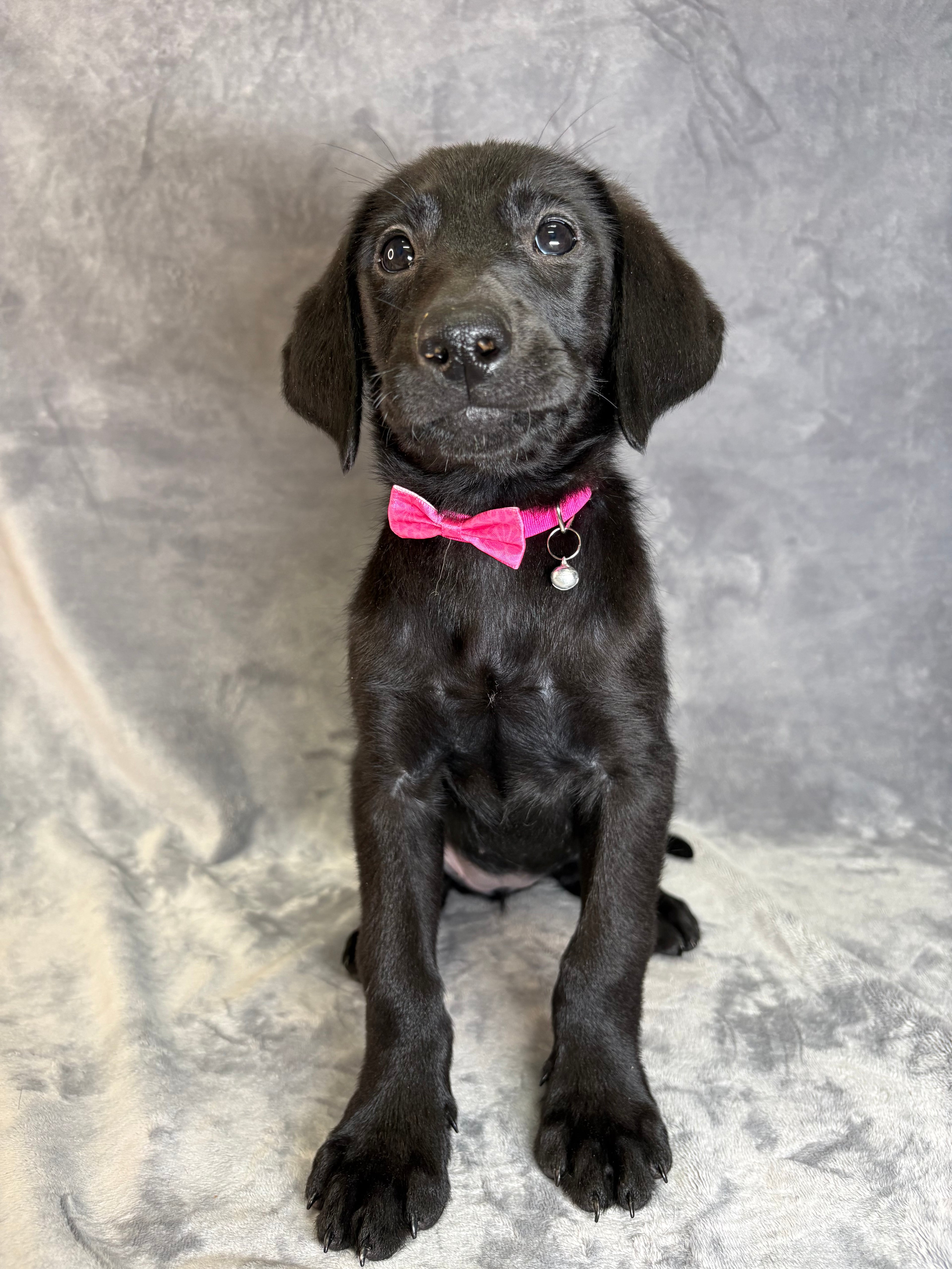 Coco- Female Labrador Retriever
