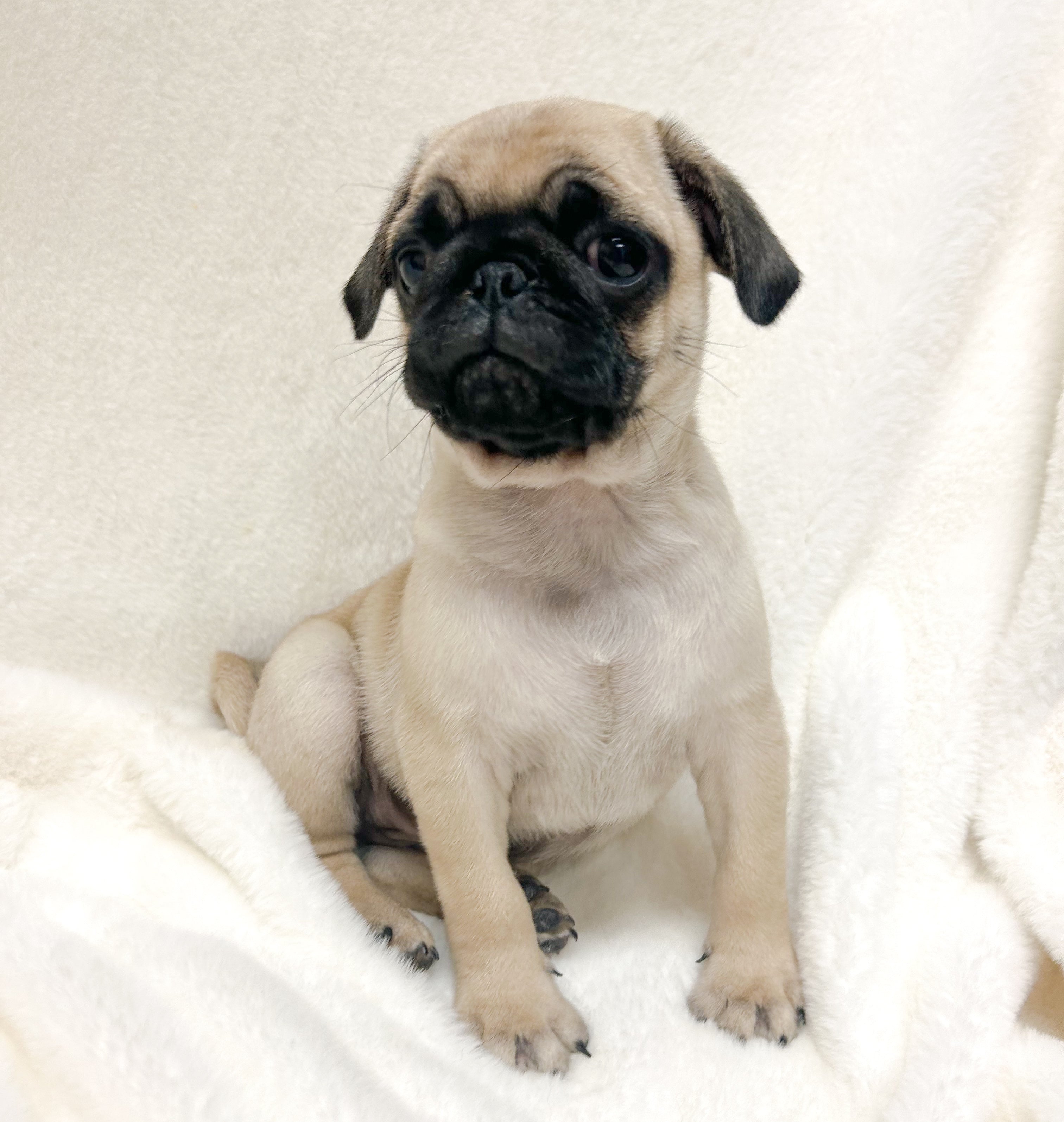 Leo - Male Pug