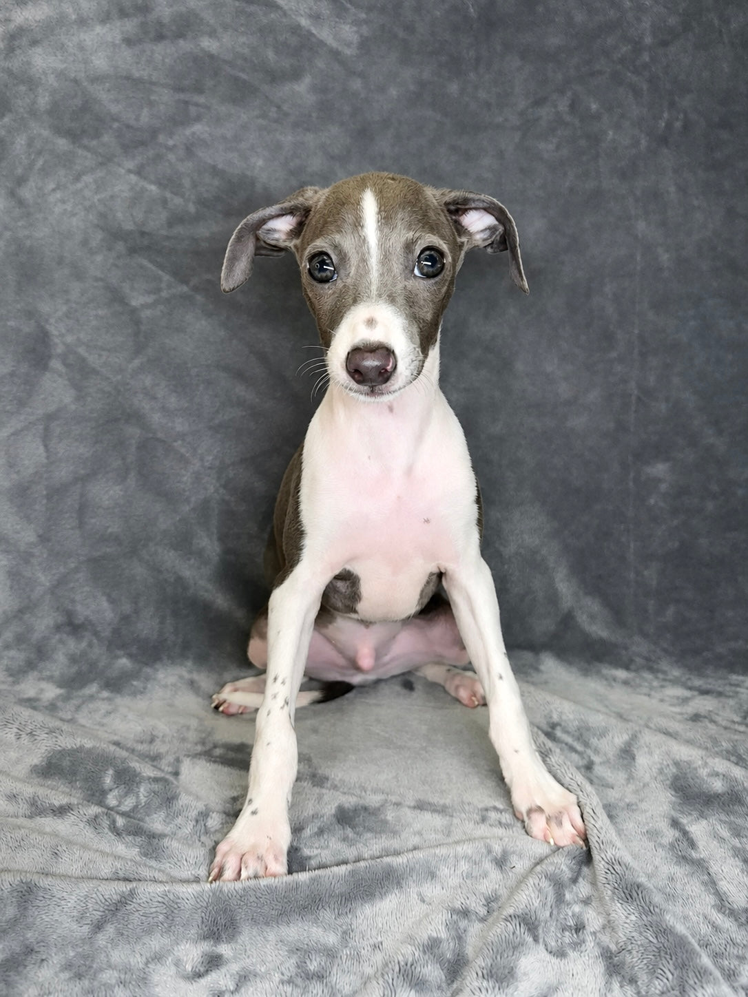 Vinnie- Male Italian Greyhound