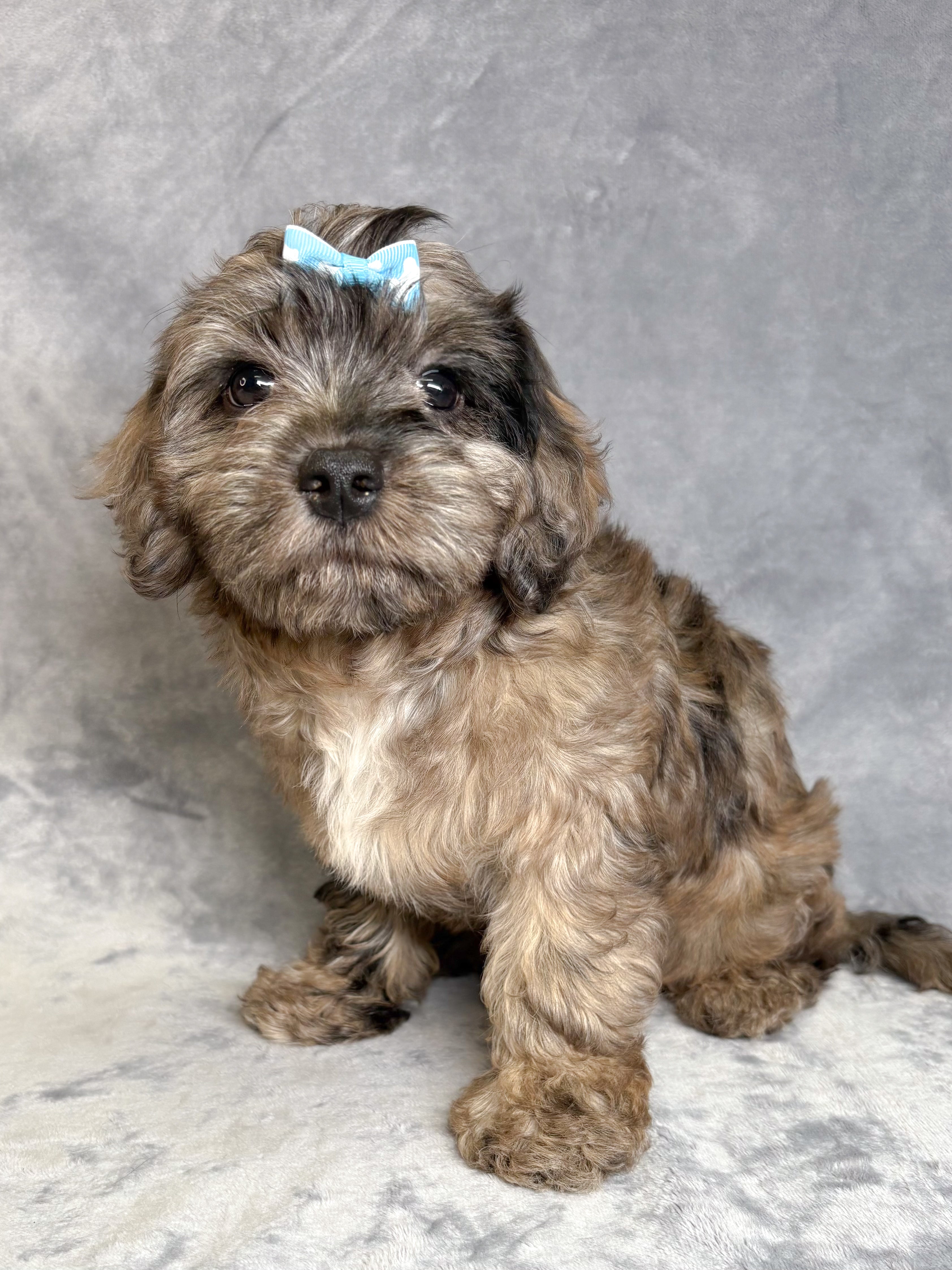 Anna- Female Cavapoo